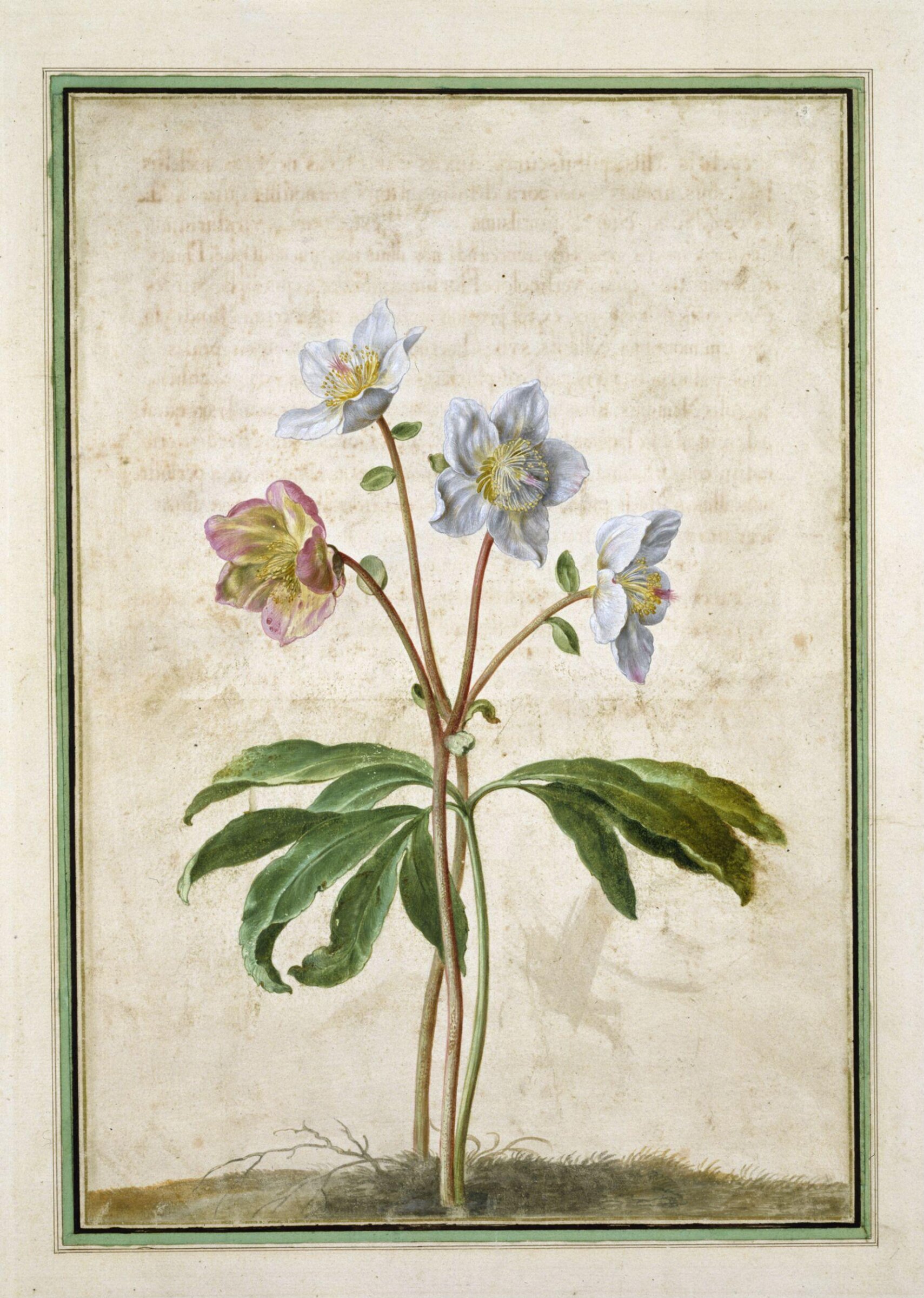 Watercolour, Johann Jakob Walther