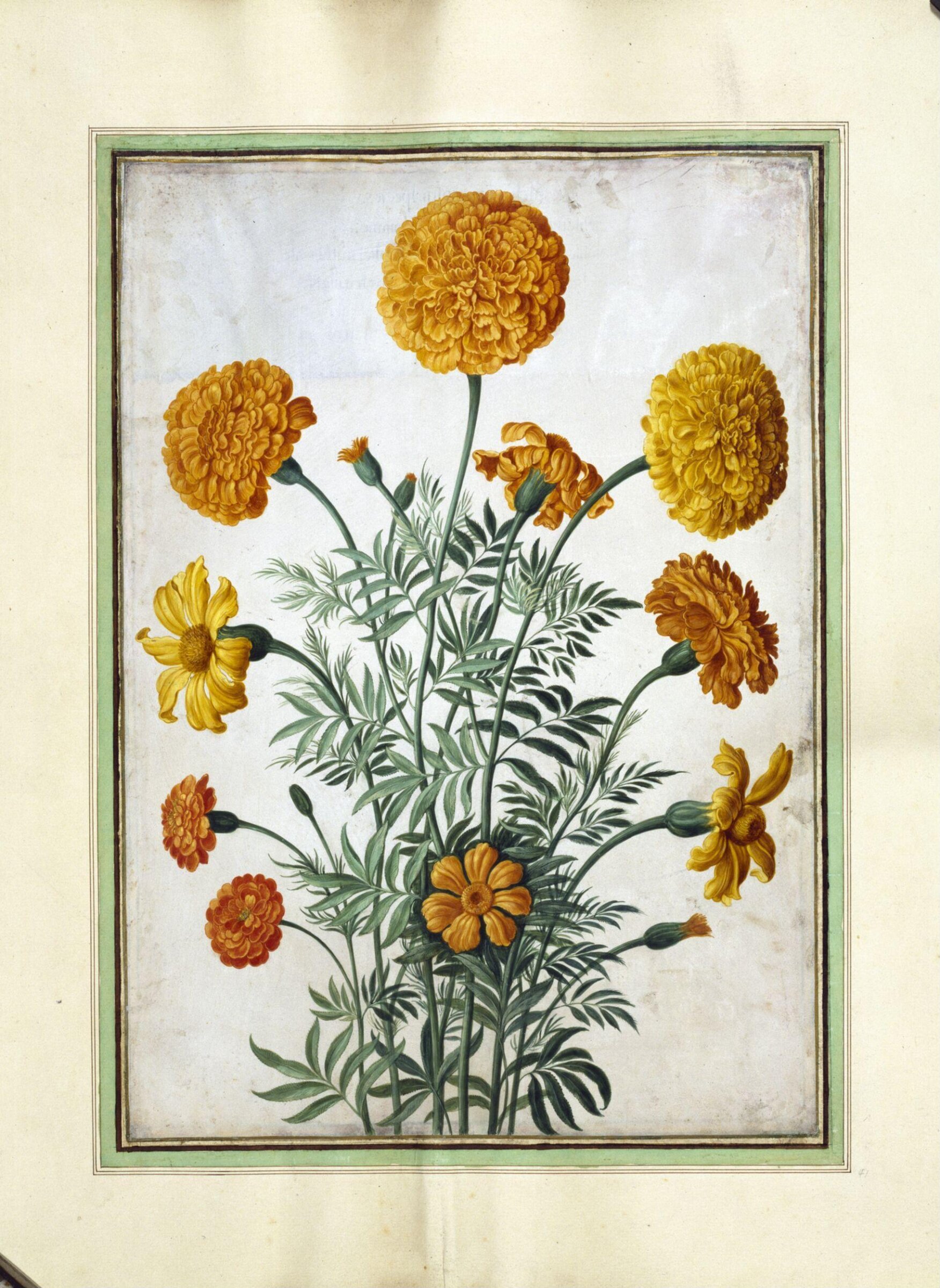 Watercolour, Johann Jakob Walther, 1654