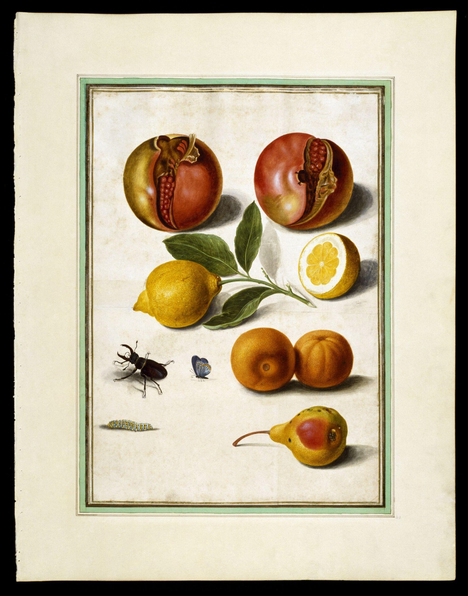Watercolour, Johann Jakob Walther, 1654