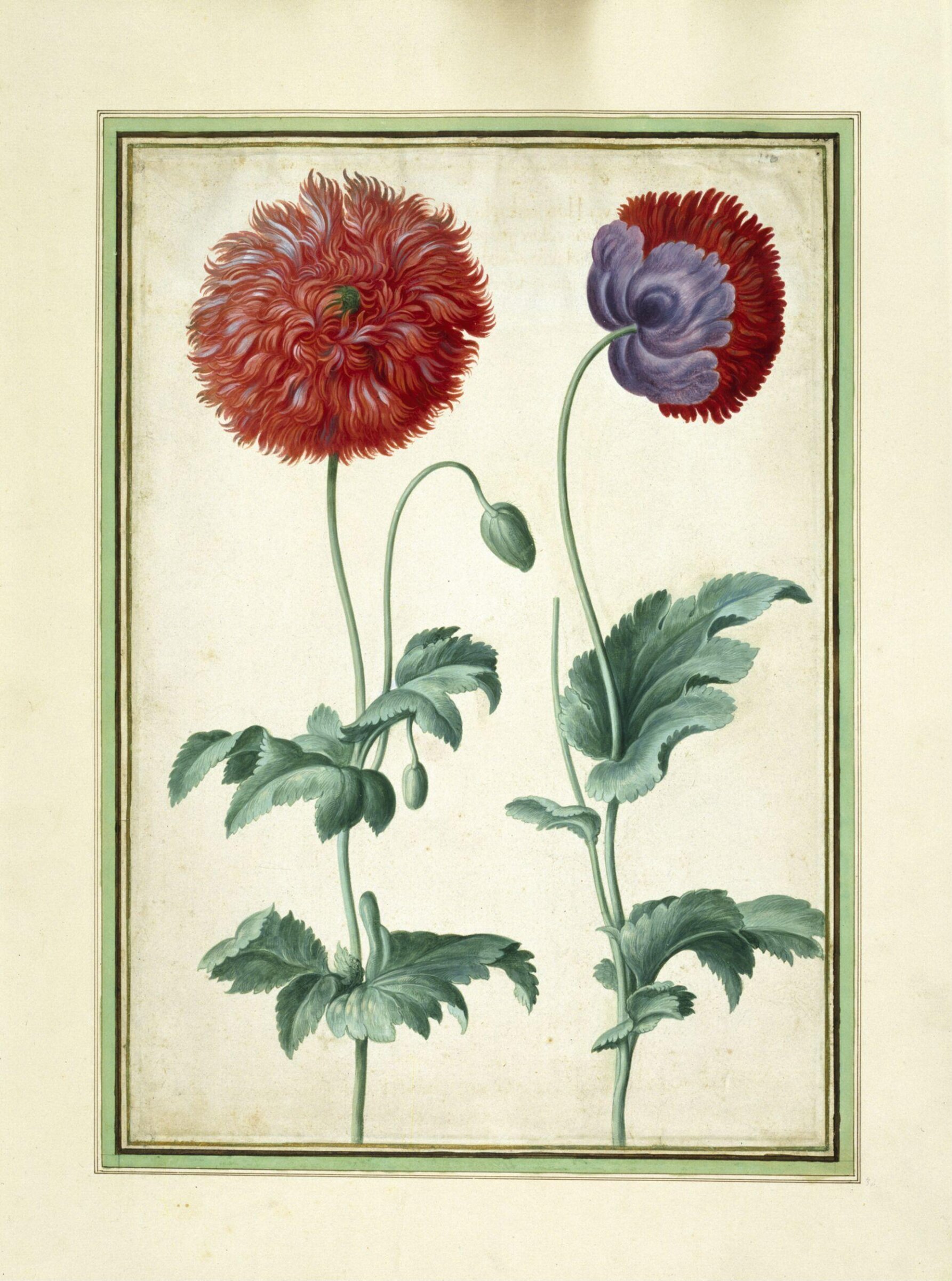 Watercolour, Johann Jakob Walther, 1654
