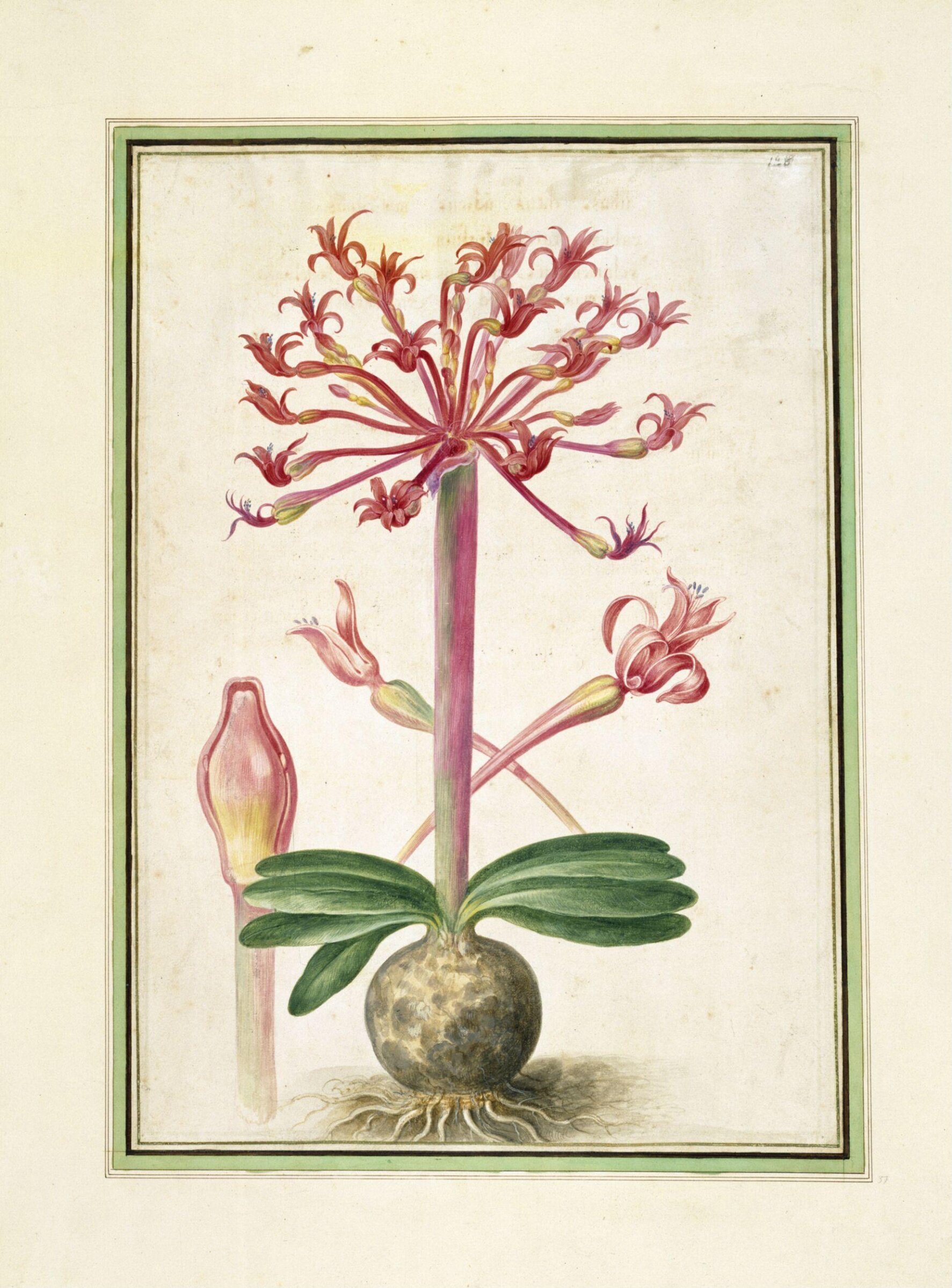 Watercolour, Johann Jakob Walther, 1654