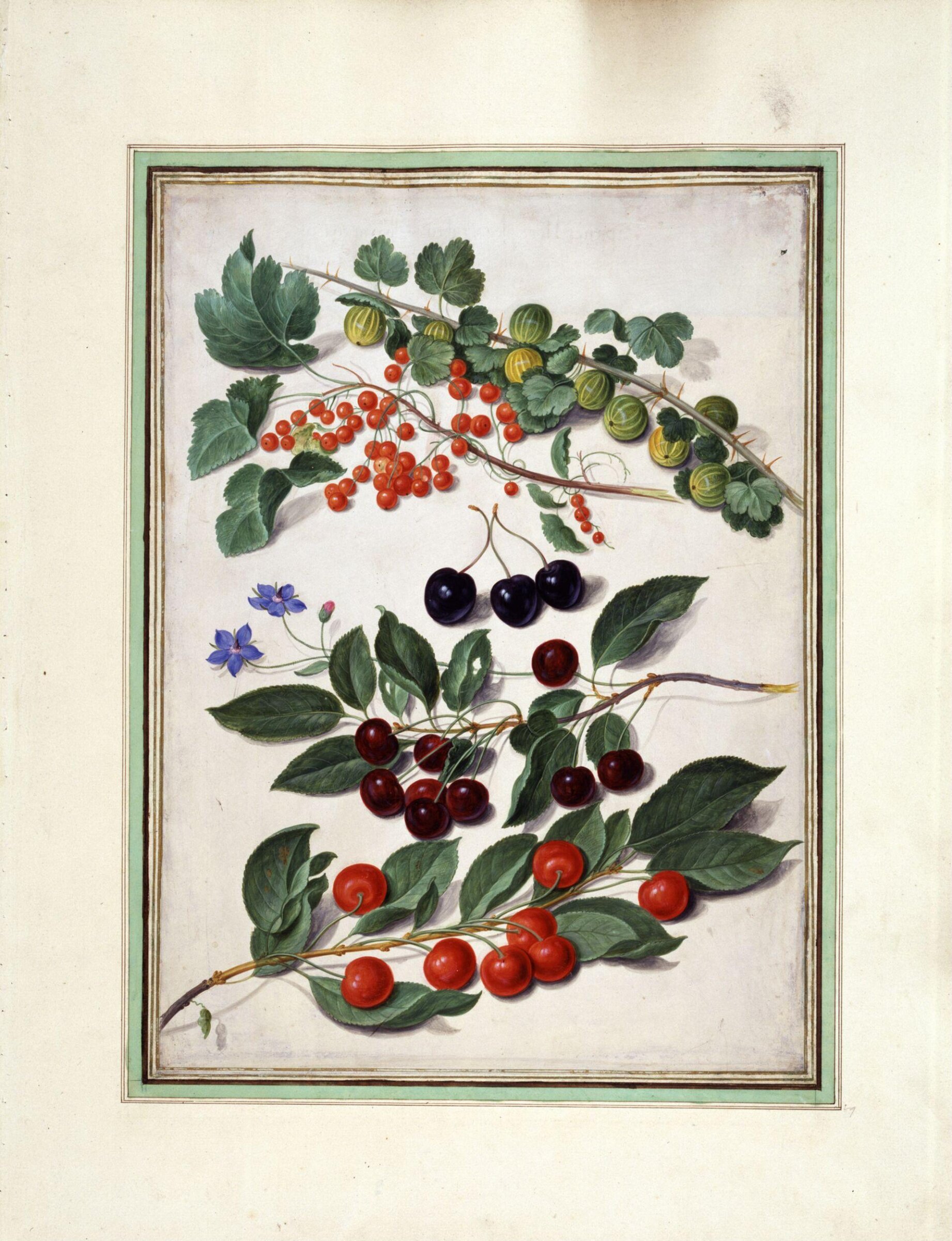 Cherries, redcurrants and gooseberries, Johann Jakob Walther, ca 1650-70