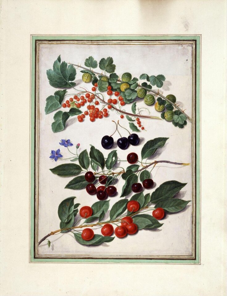 Cherries, redcurrants and gooseberries top image