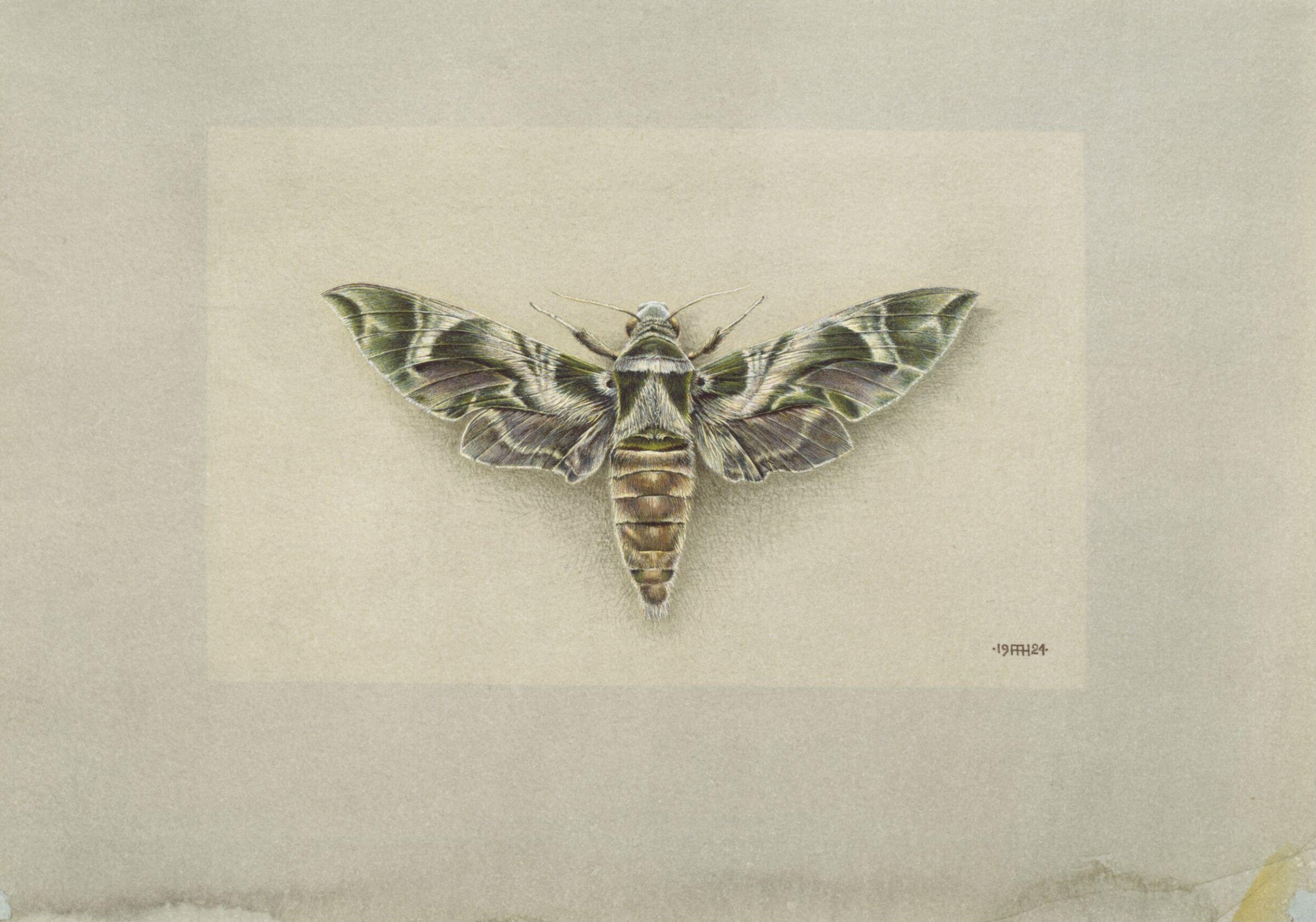 The Oleander Moth, Arthur A. Haserick, 1924