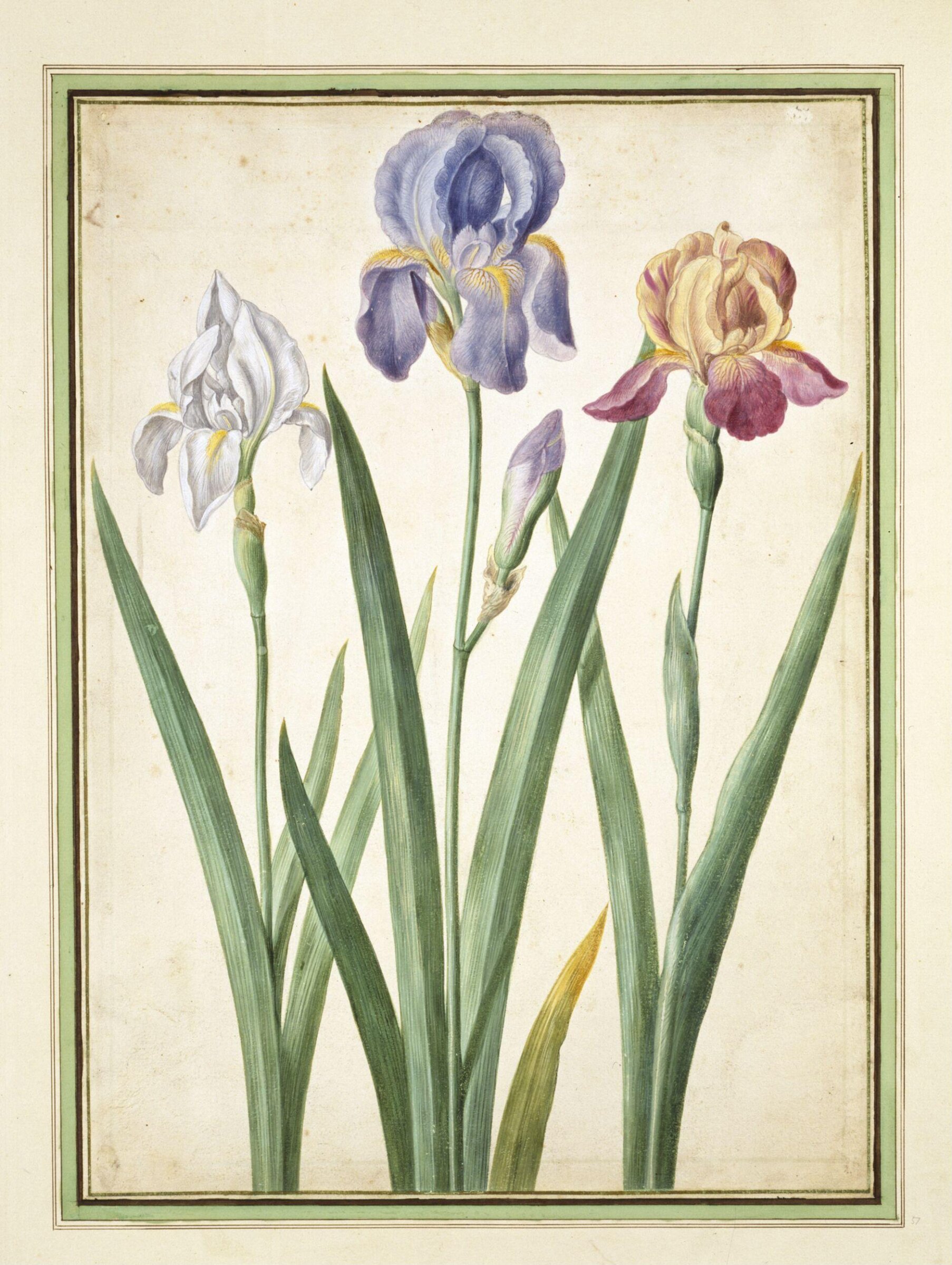Watercolour, Johann Jakob Walther