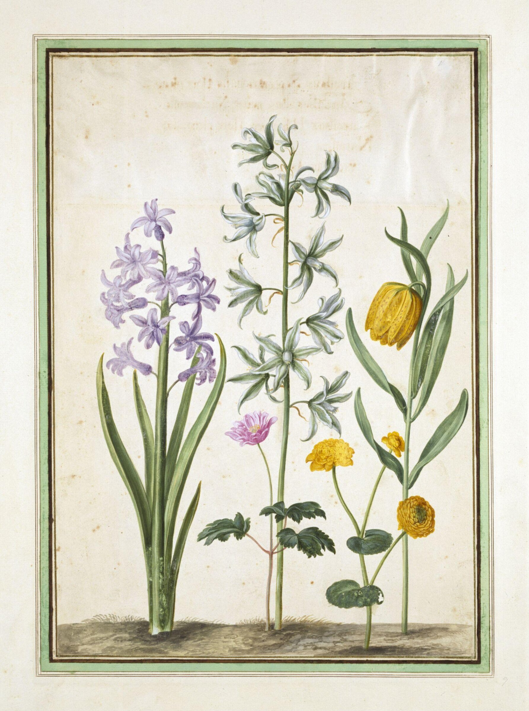 Watercolour, Johann Jakob Walther