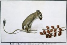 Rat dEgypte apellé en Arabe Gérbouh thumbnail 1