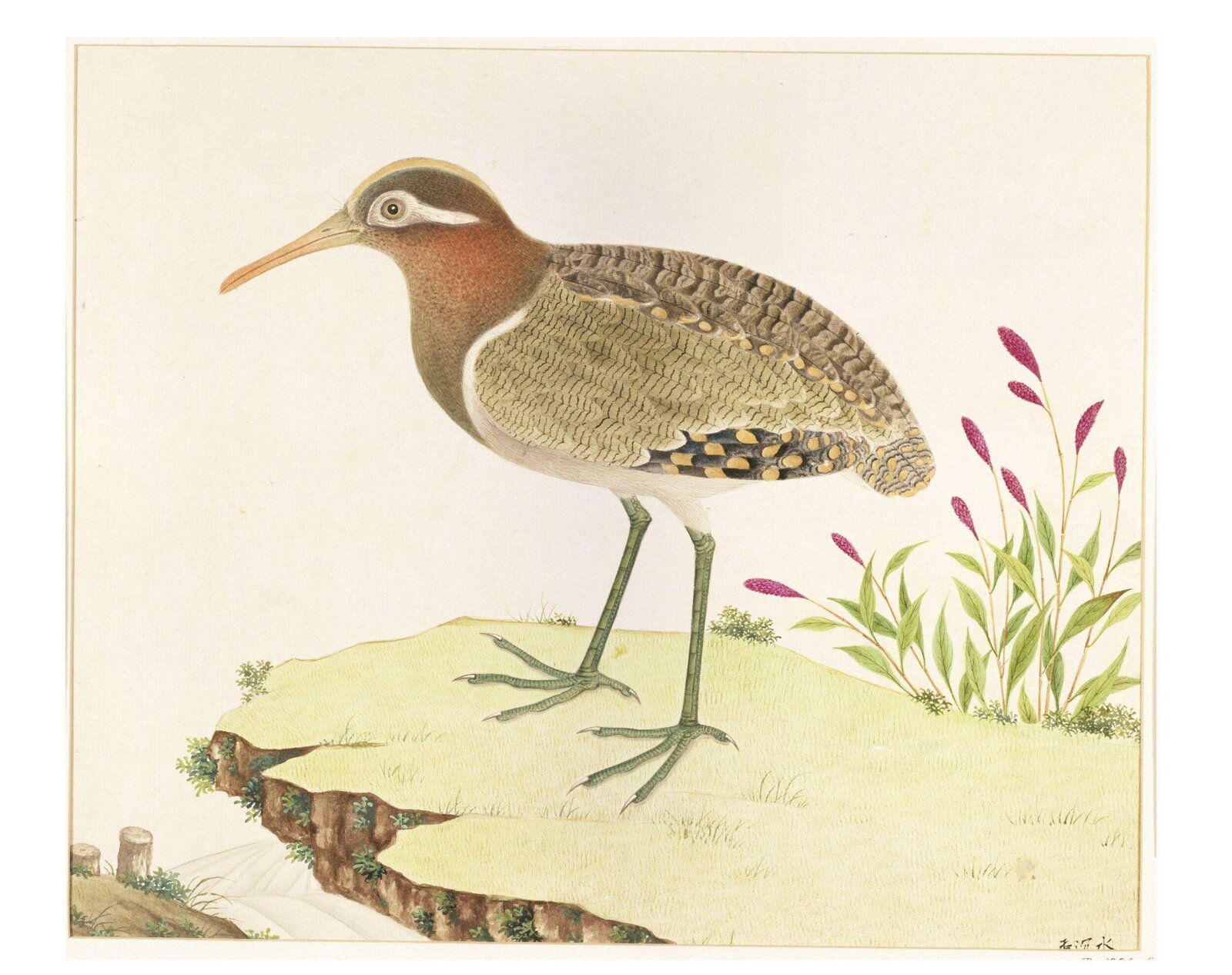 Painted Snipe, 1800-1830
