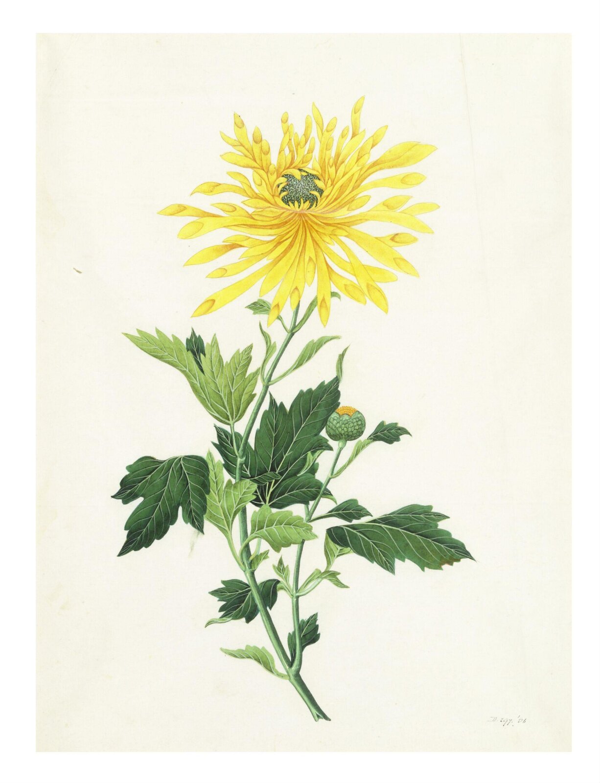 Chrysanthemum, 1800-1830