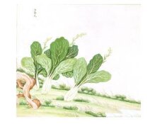 Chinese White Cabbage thumbnail 1