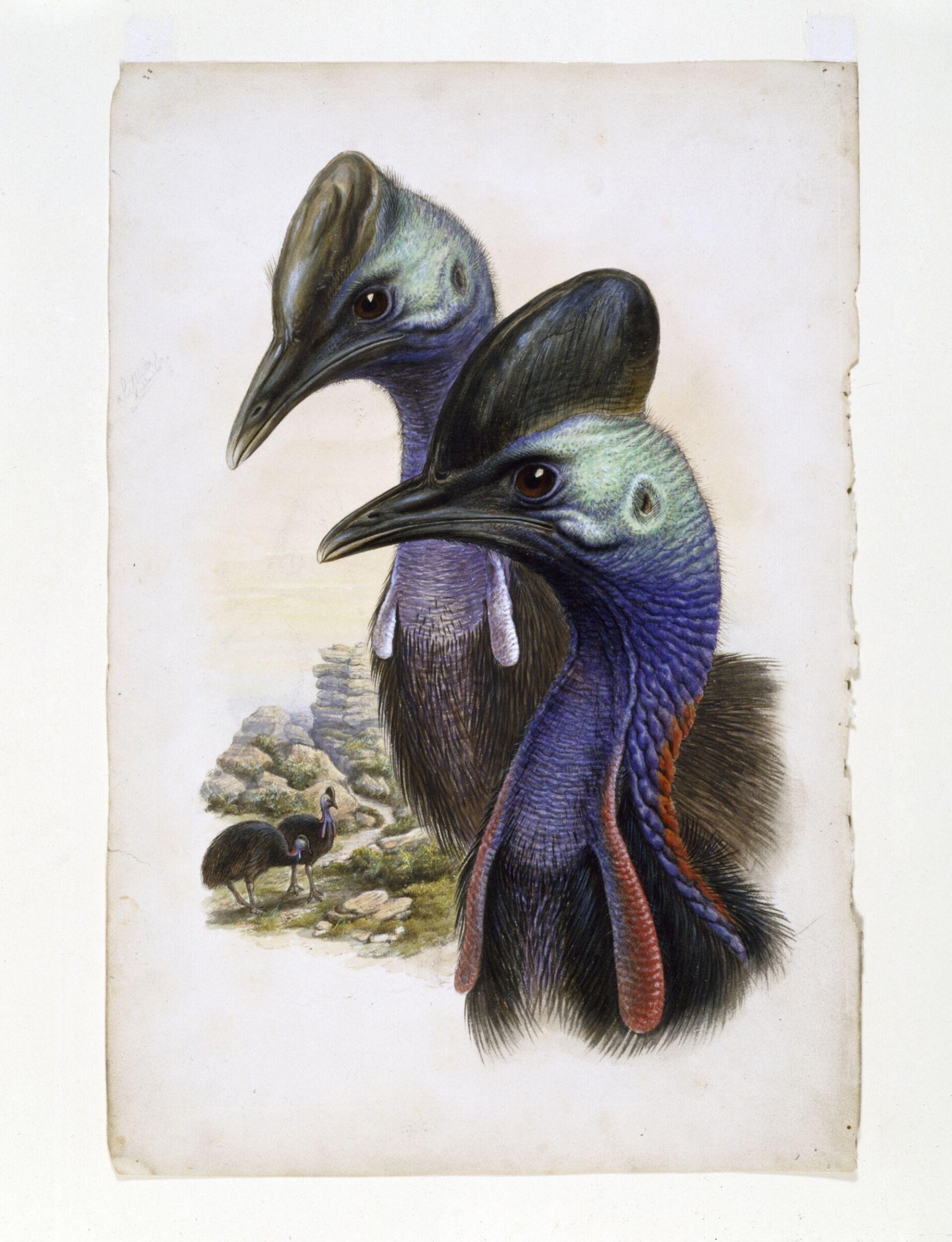 The Australian Cassowary (Casuarius Australis), John Gould, c.1850s