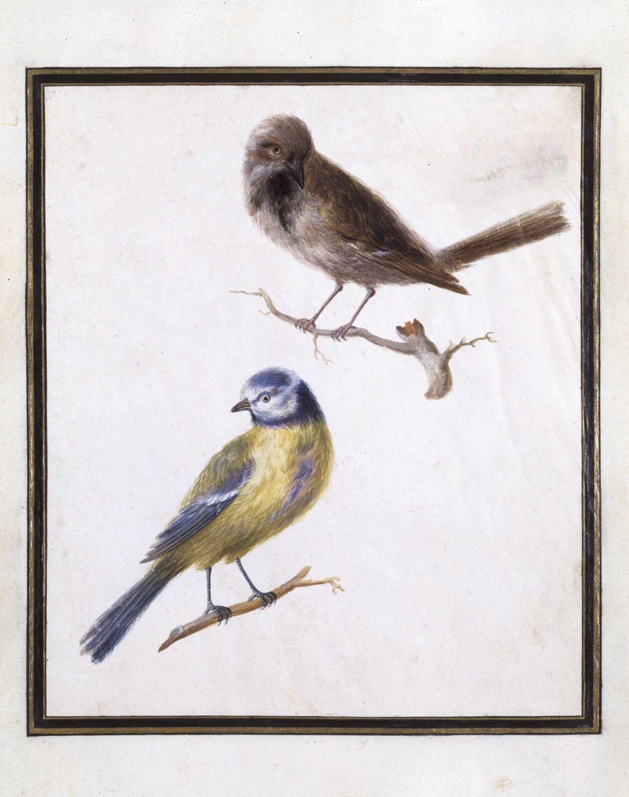 Watercolour drawing, Claude Aubriet, c.1690
