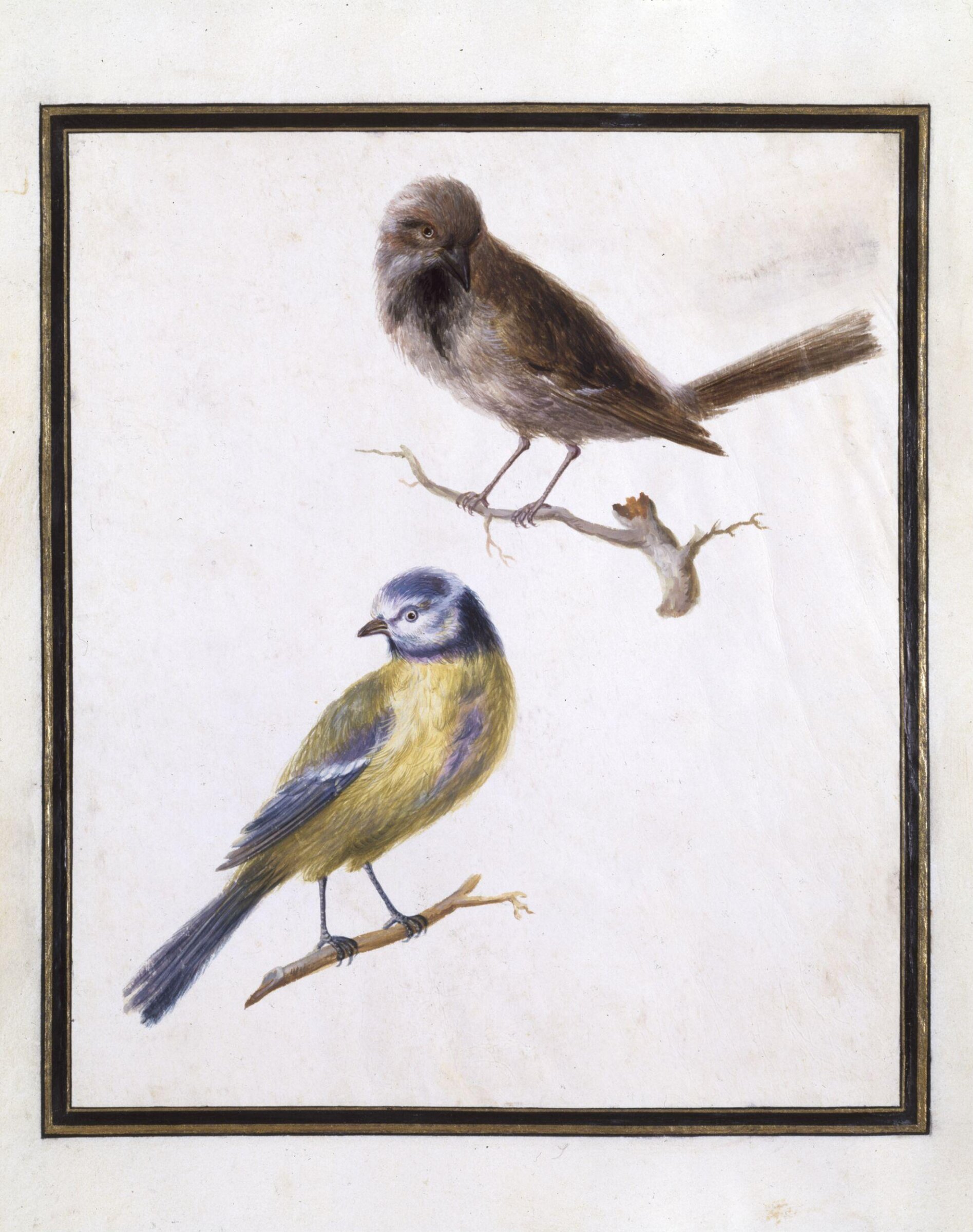 Watercolour drawing, Claude Aubriet, c.1690