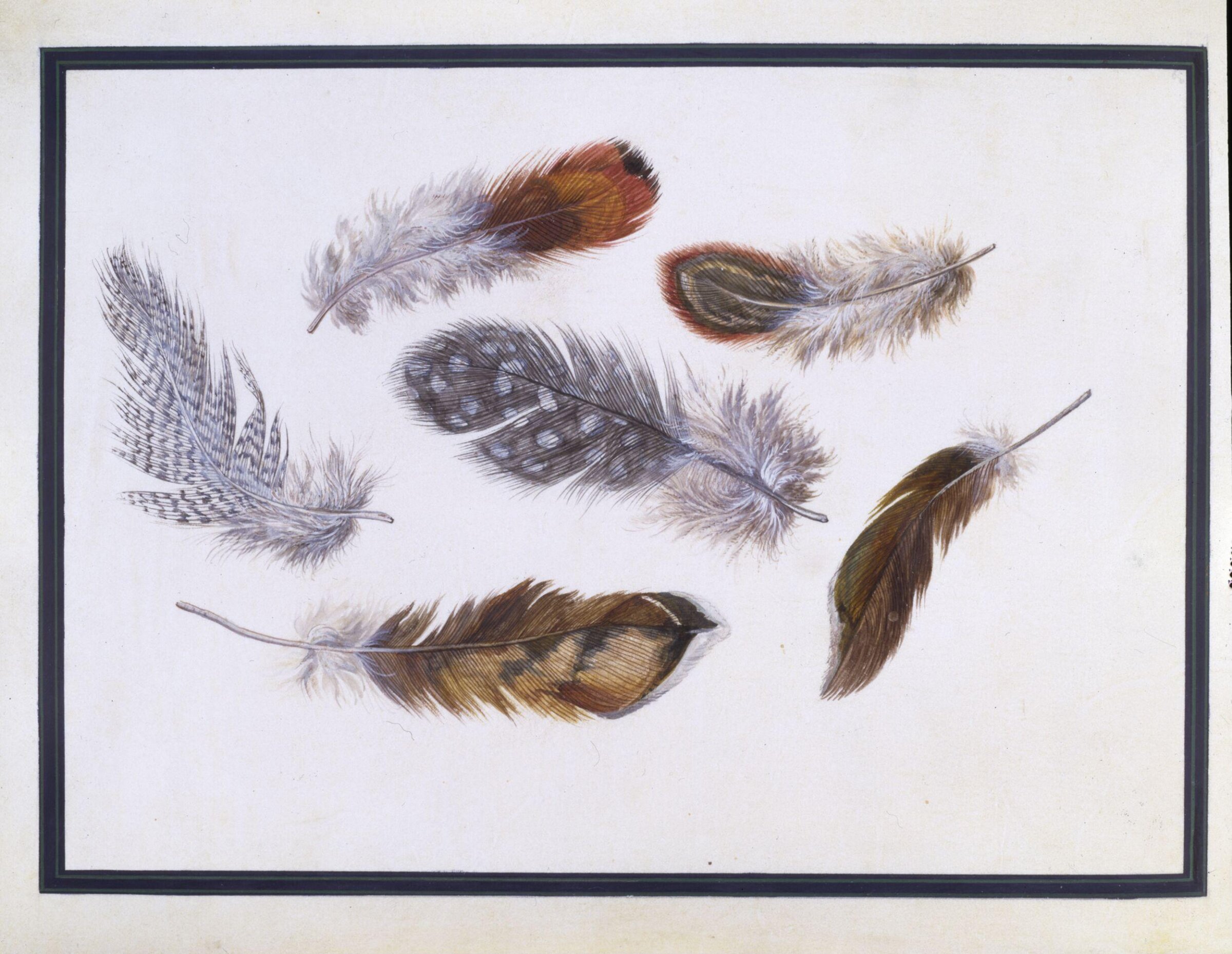 Watercolour drawing, Claude Aubriet, c.1690
