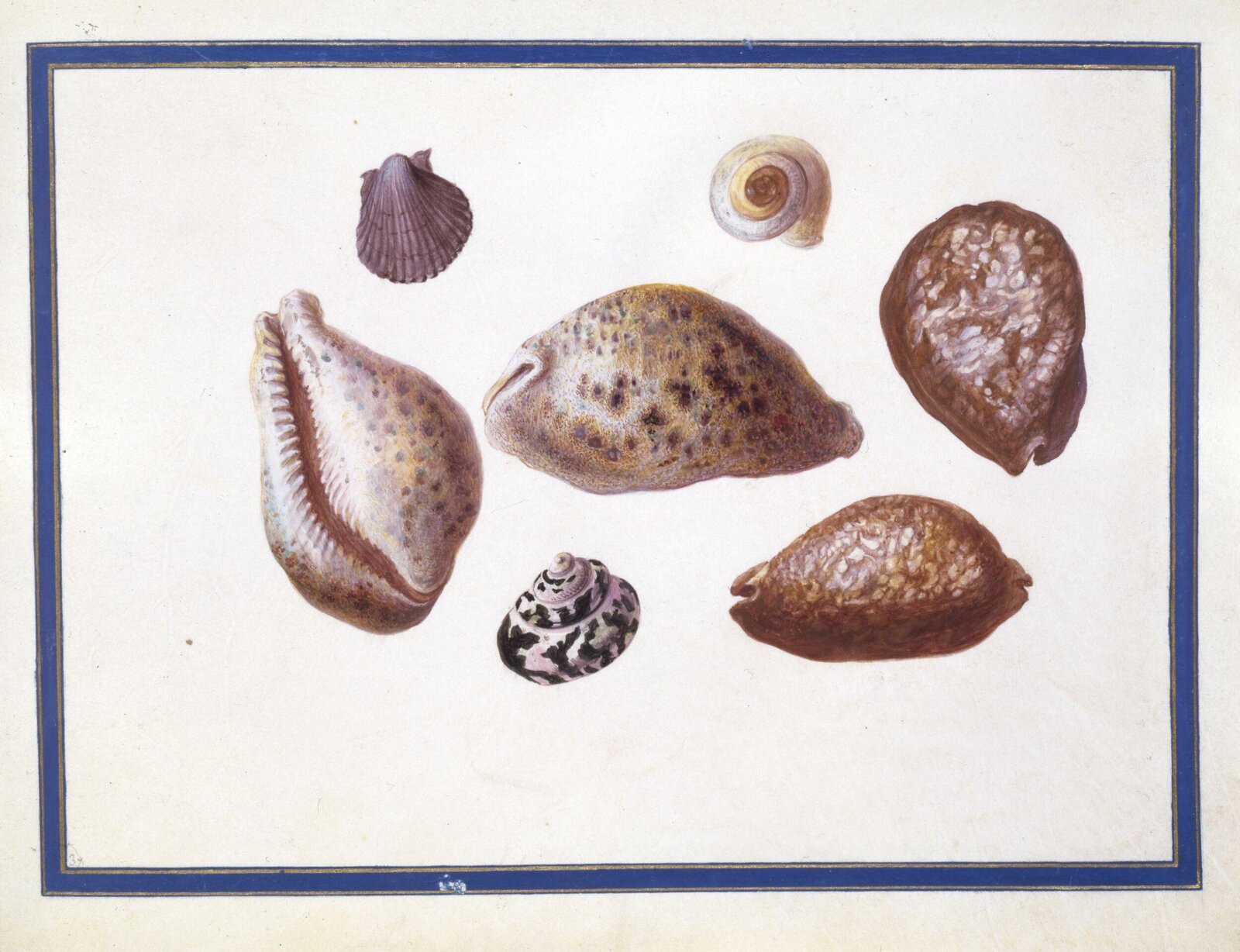 Watercolour drawing, Claude Aubriet, c.1690