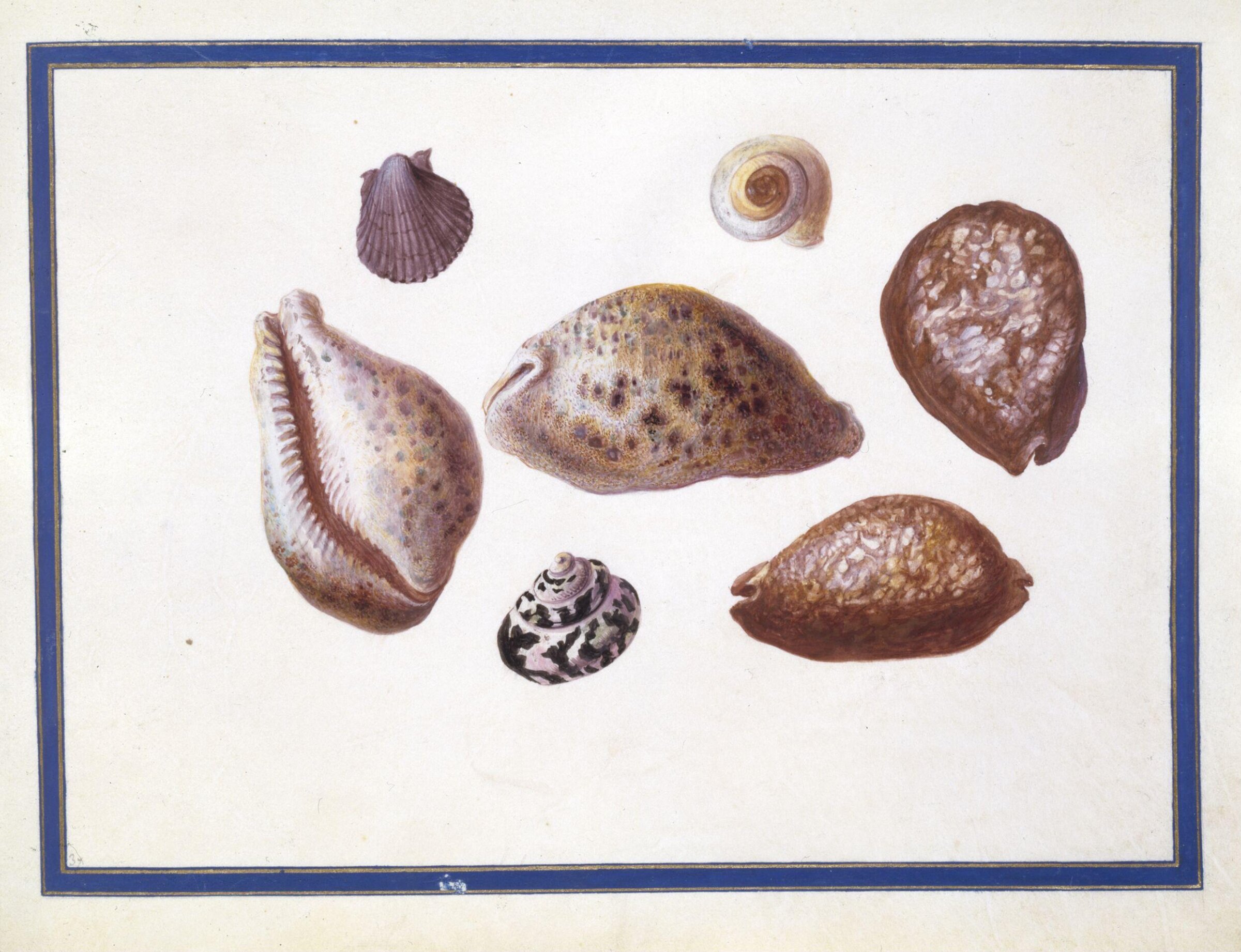 Watercolour drawing, Claude Aubriet, c.1690