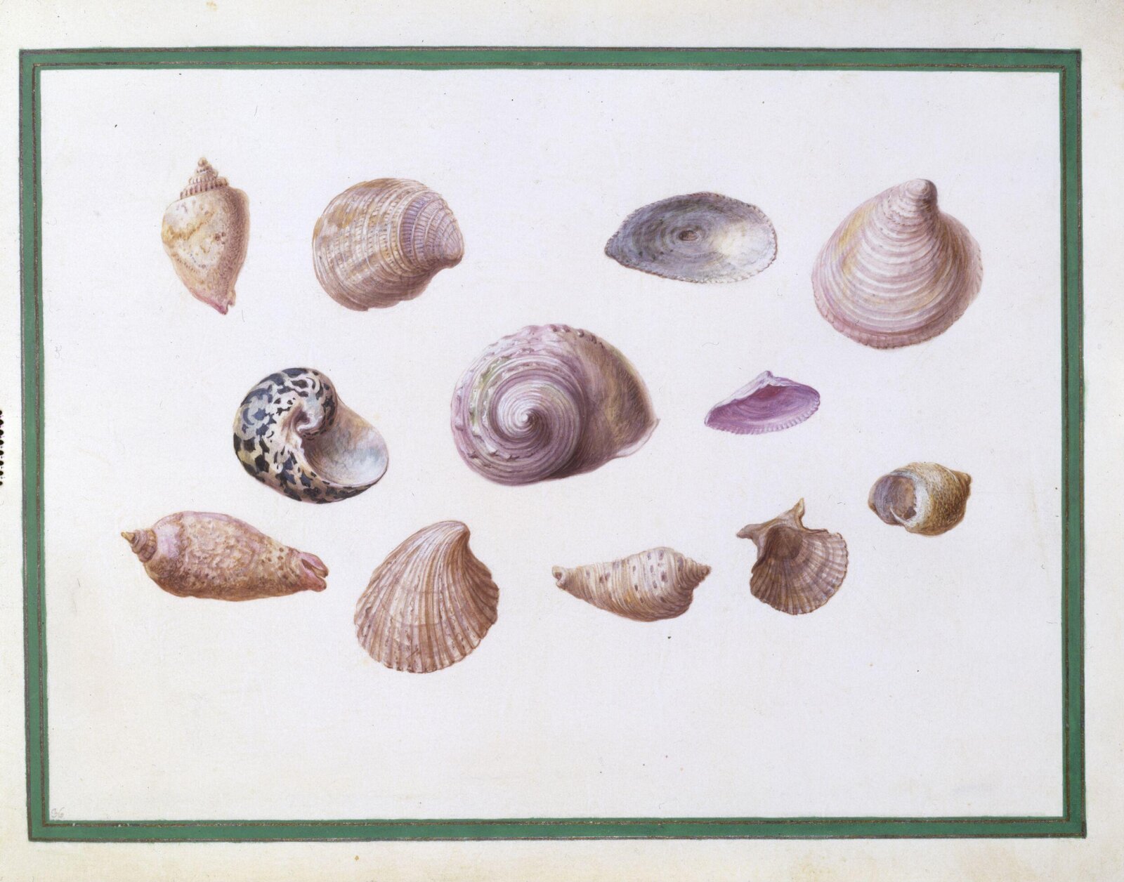 Watercolour drawing, Claude Aubriet, c.1690