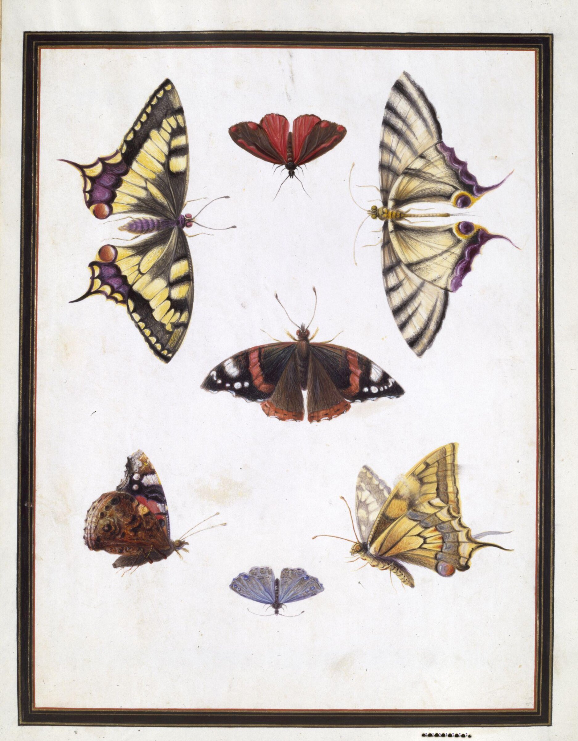 Watercolour drawing, Claude Aubriet, c.1690