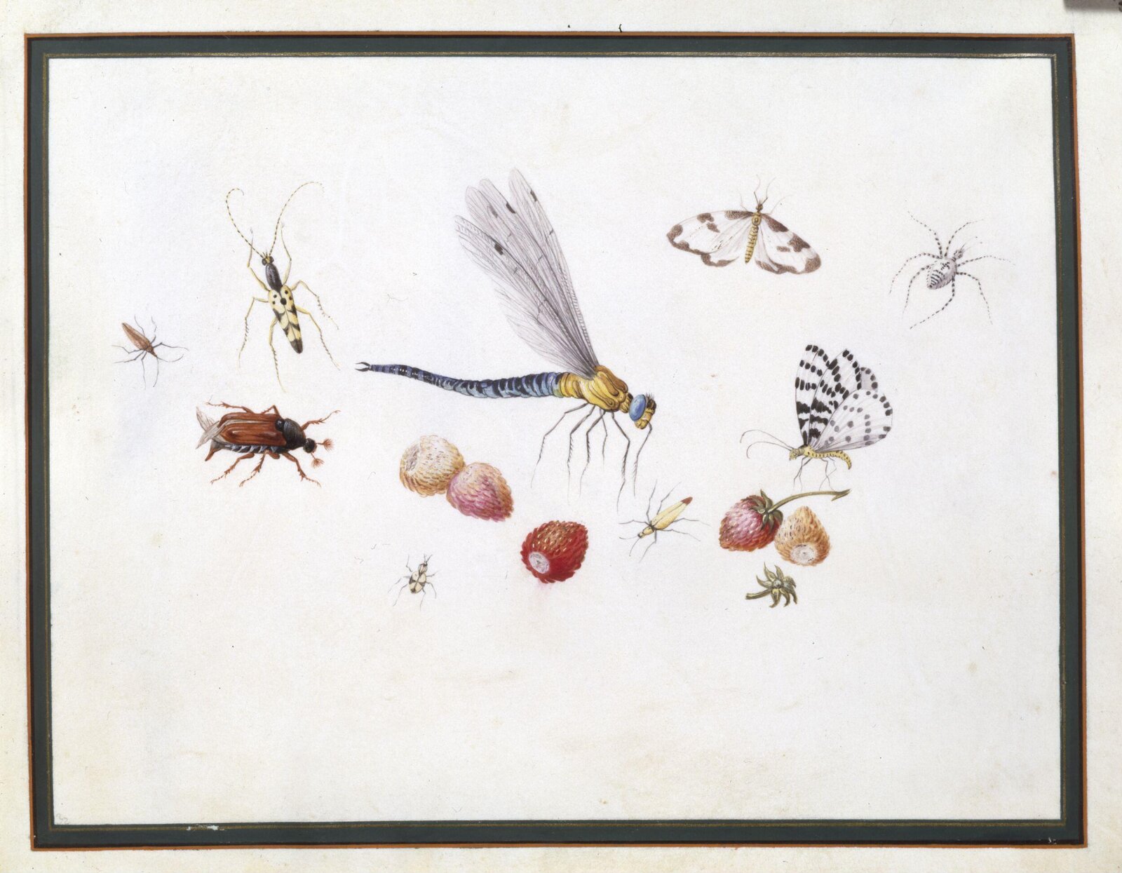 Watercolour drawing, Claude Aubriet, c.1690