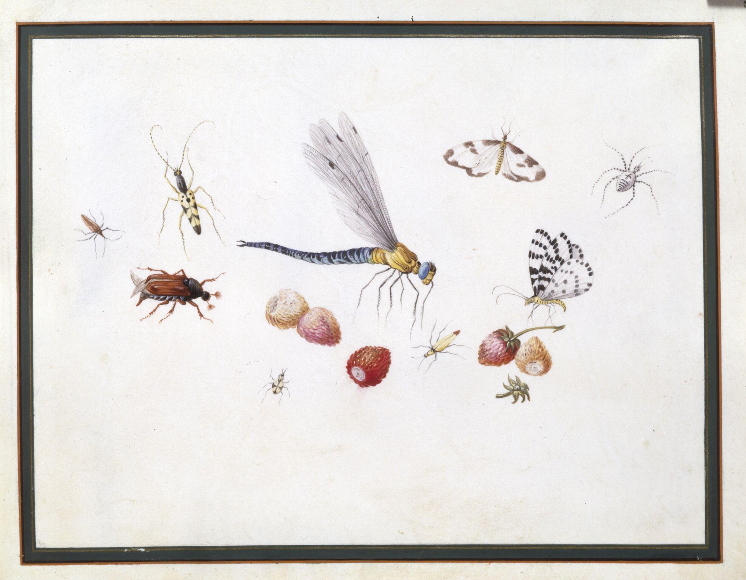 Watercolour drawing, Claude Aubriet, c.1690