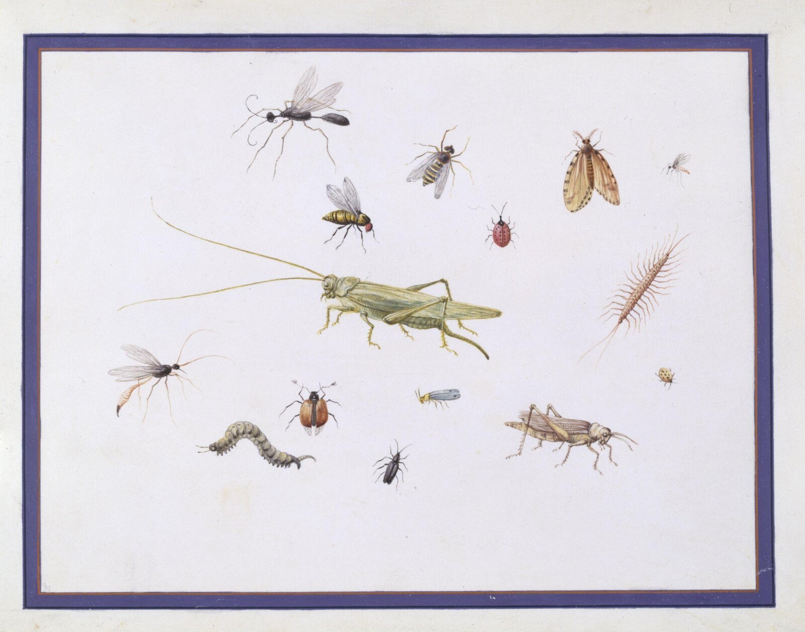 Watercolour drawing, Claude Aubriet, c.1690
