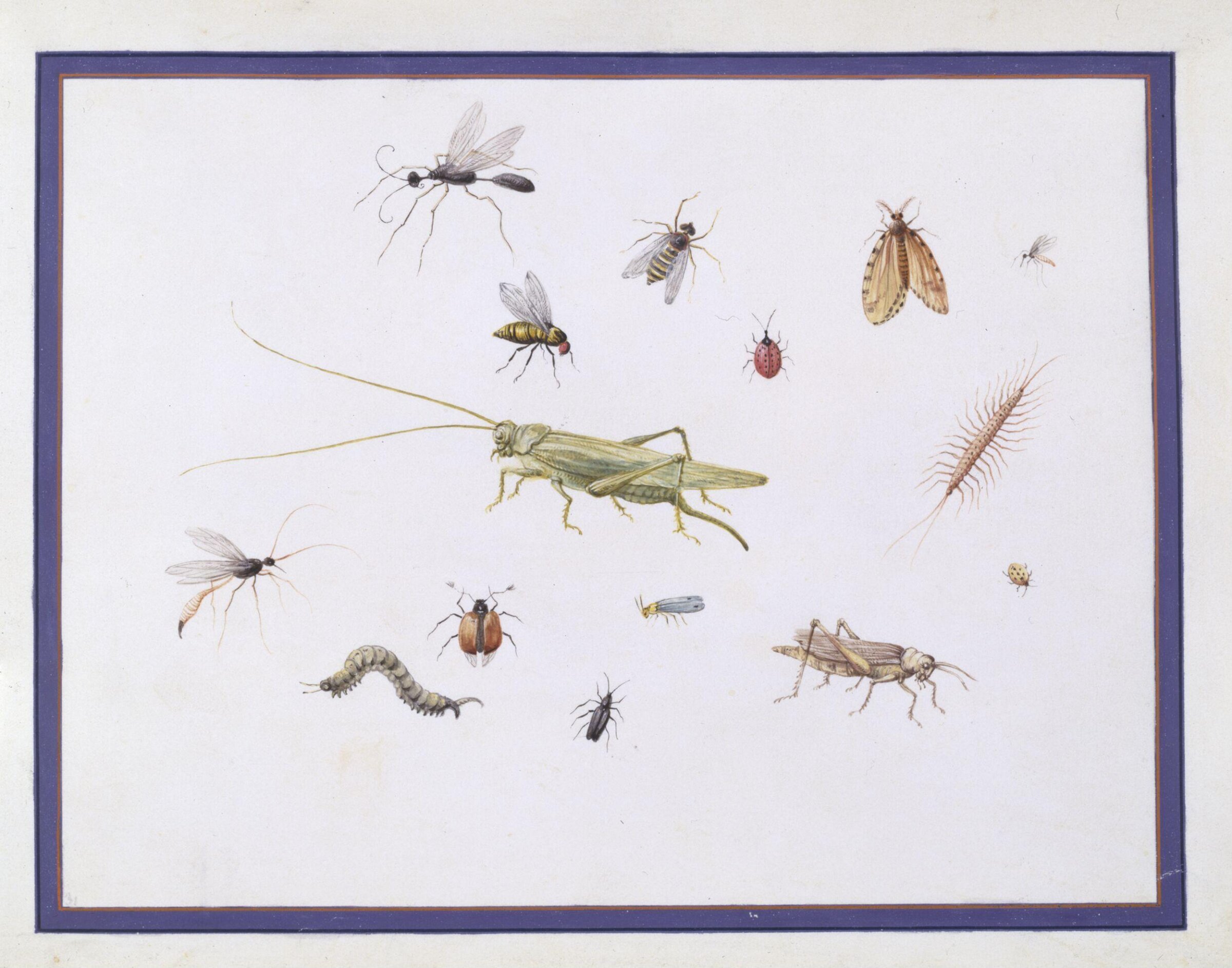 Watercolour drawing, Claude Aubriet, c.1690