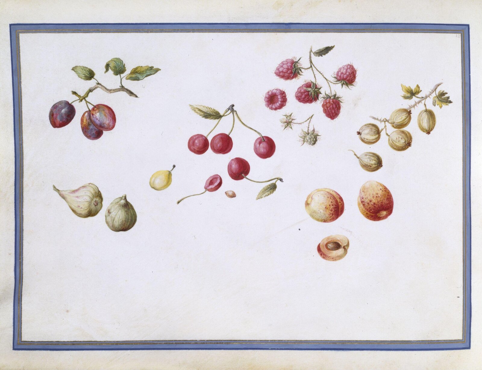 Watercolour drawing, Claude Aubriet, c.1690