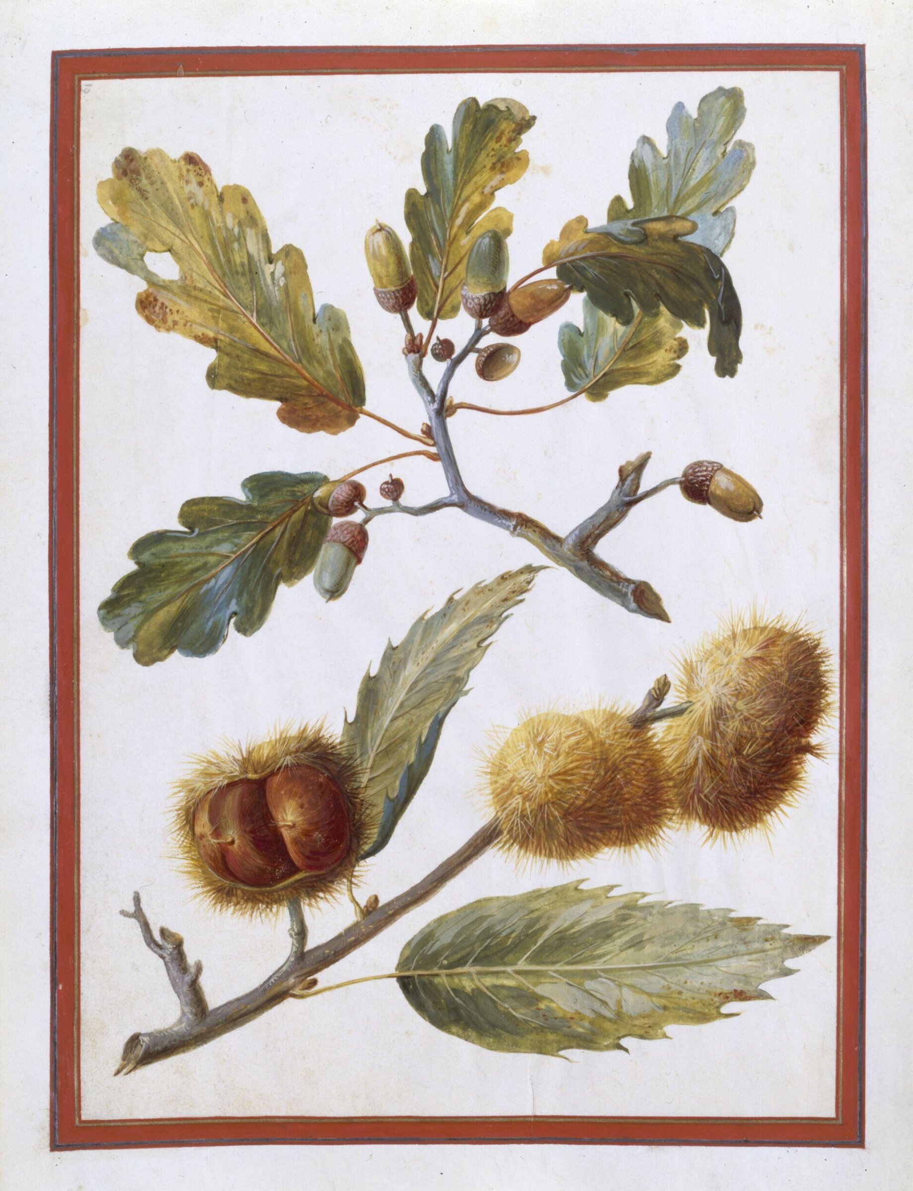 Watercolour drawing, Claude Aubriet, c.1690