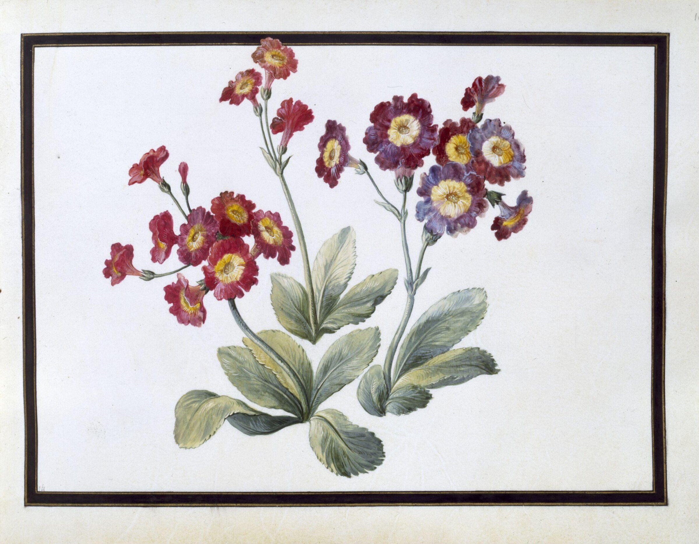 Watercolour drawing, Claude Aubriet, c.1690