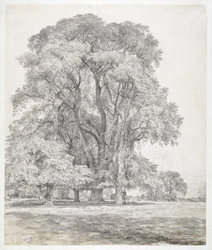 Elm trees in Old Hall Park, East Bergholt top image