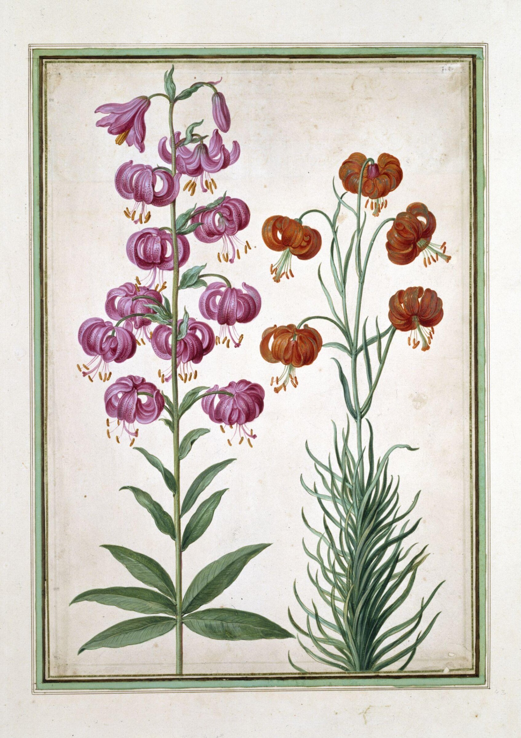 Watercolour, Johann Jakob Walther