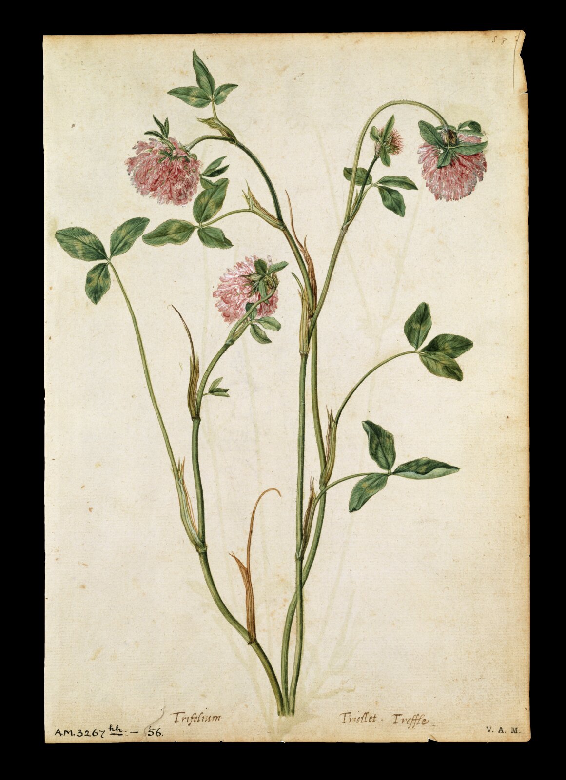 A red clover; a field scabious, Jacques Le Moyne de Morgues, ca.1560-1575
