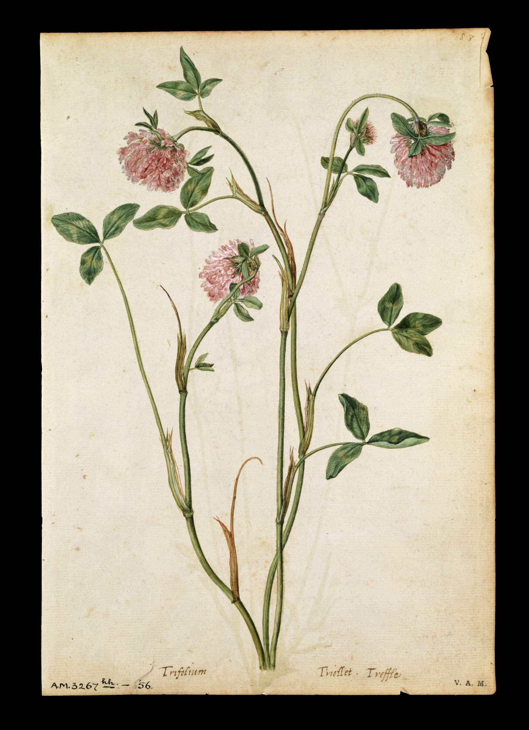 A red clover; a field scabious, Jacques Le Moyne de Morgues, ca.1560-1575