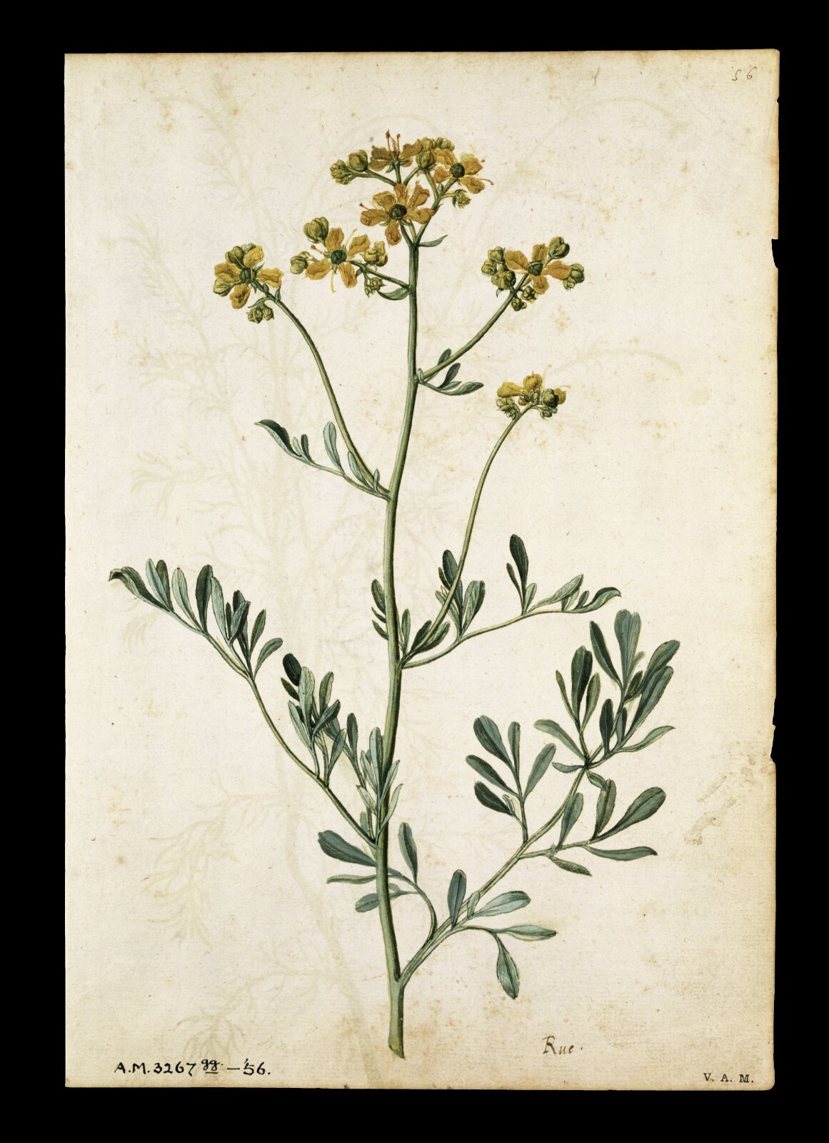 Rue; Camomile, Jacques Le Moyne de Morgues, ca.1560-1575