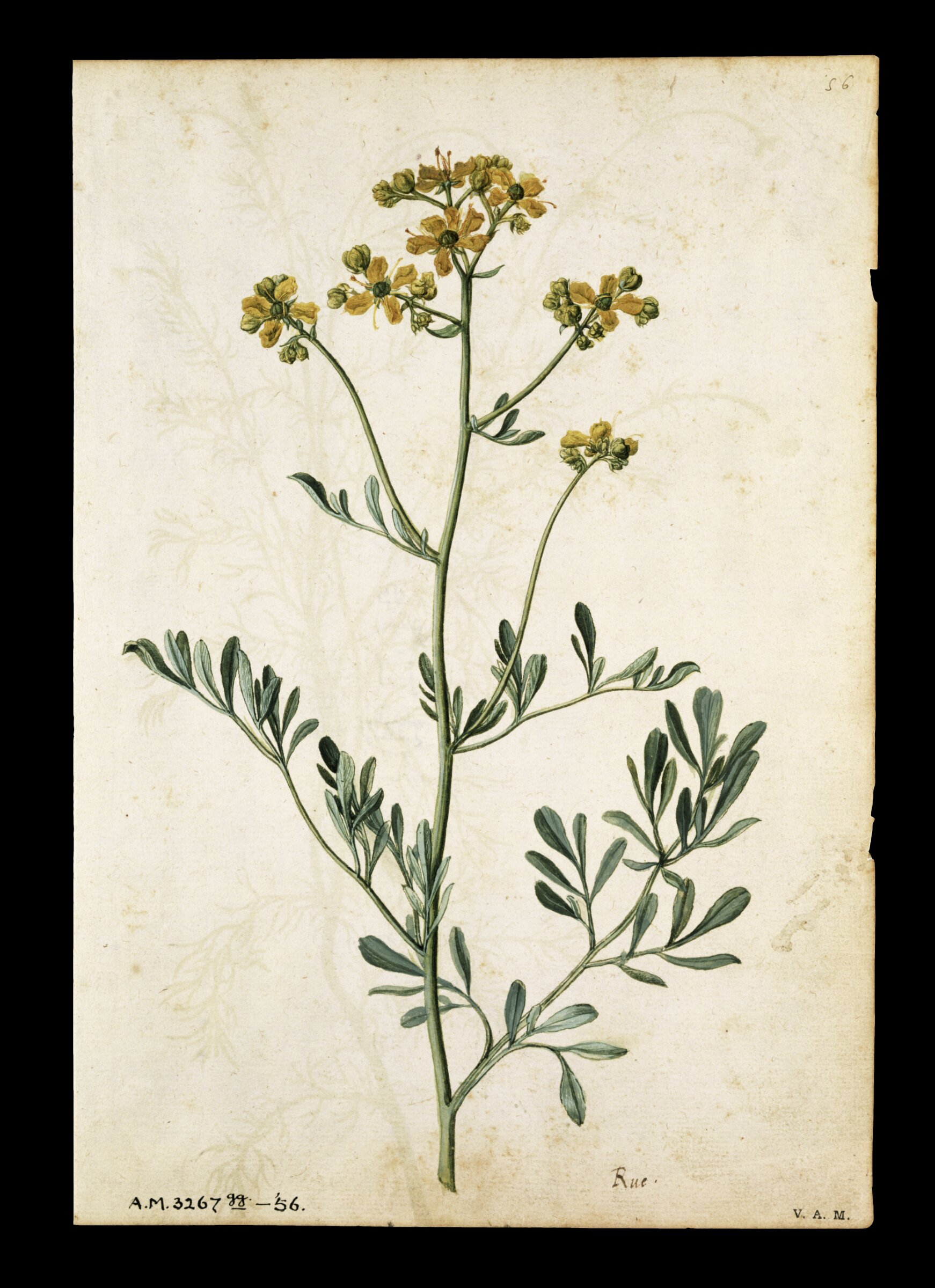 Rue; Camomile, Jacques Le Moyne de Morgues, ca.1560-1575