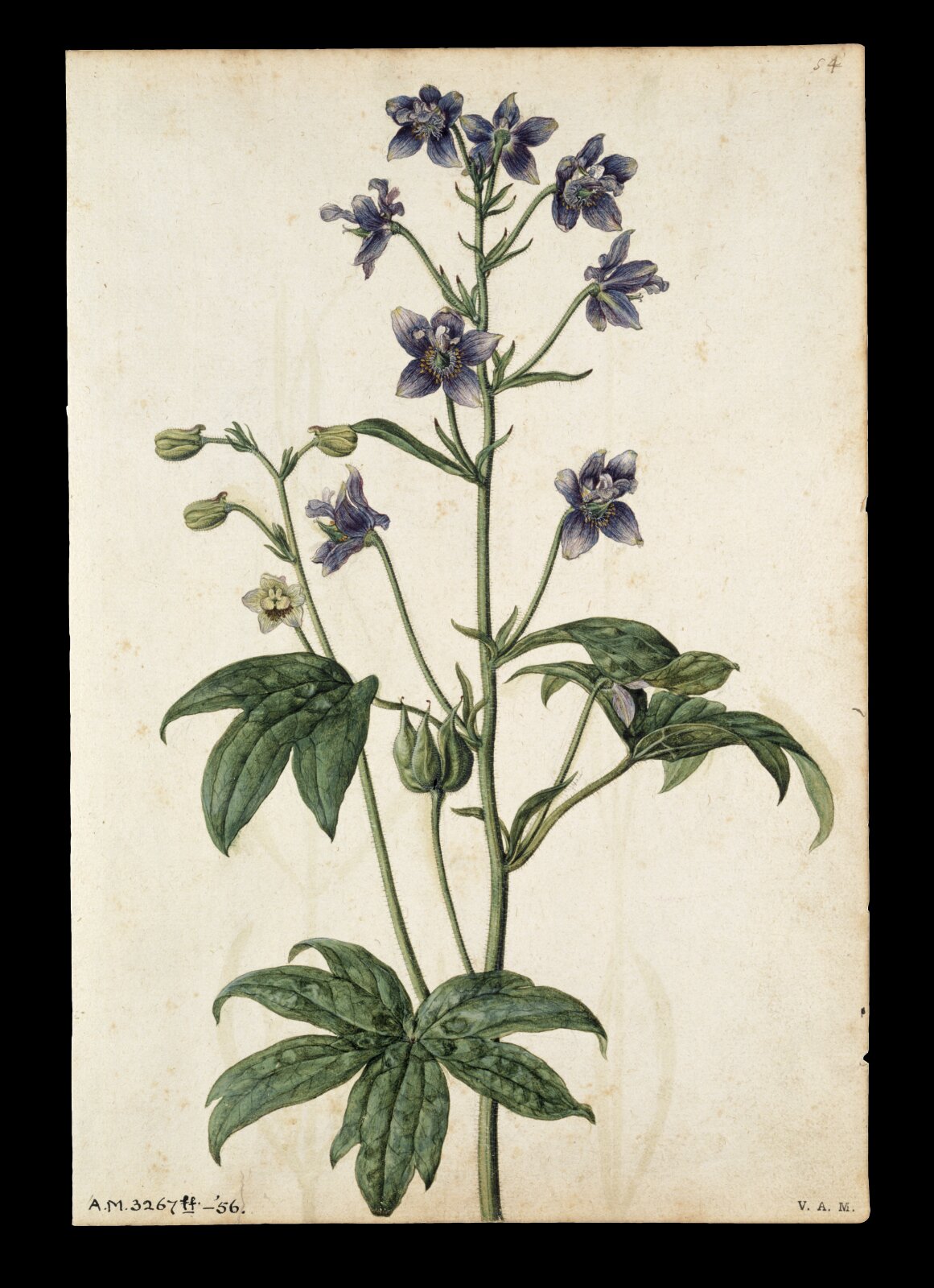 Stavesacre; Lavender, Jacques Le Moyne de Morgues, ca.1560-1575