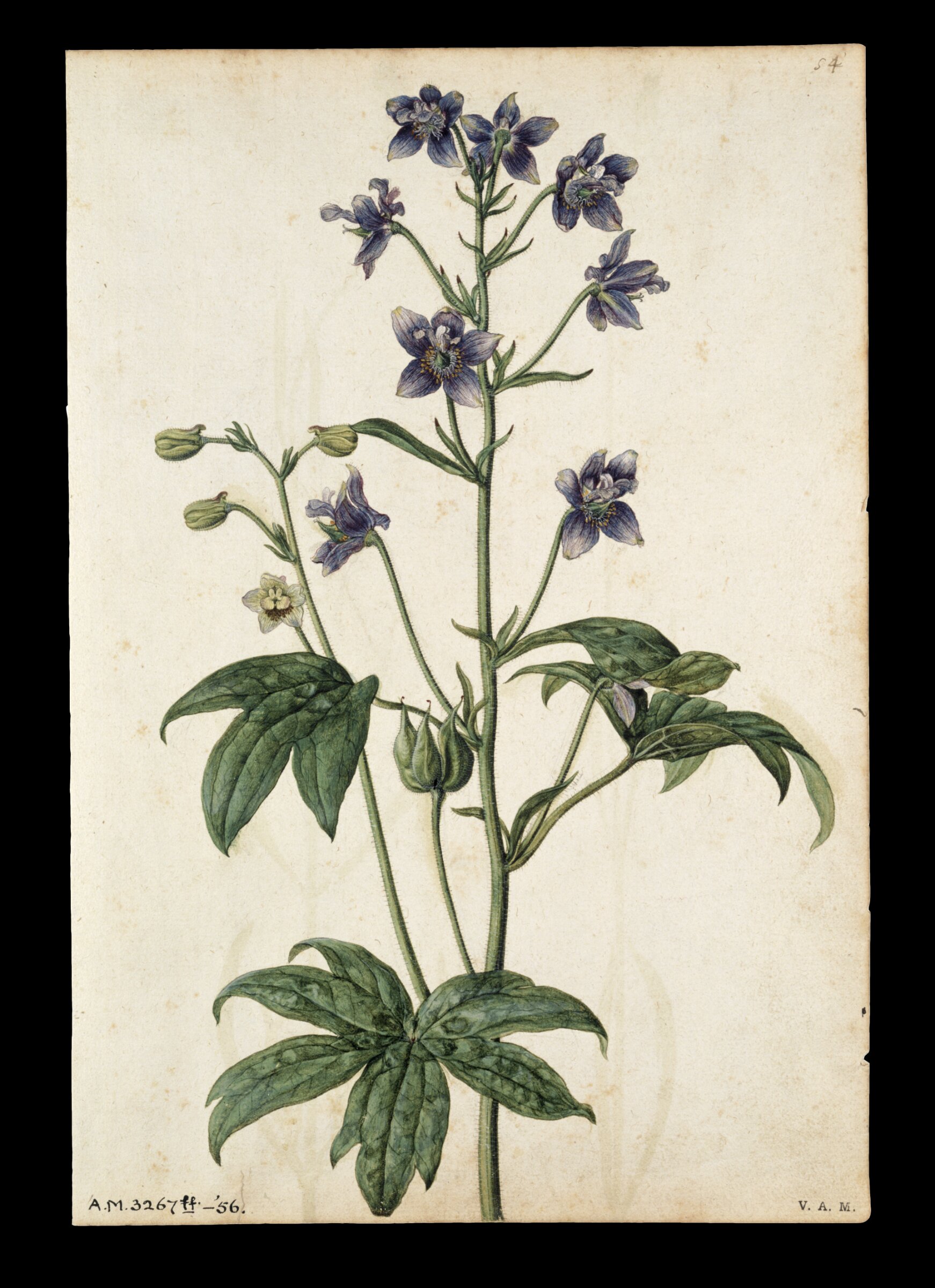 Stavesacre; Lavender, Jacques Le Moyne de Morgues, ca.1560-1575