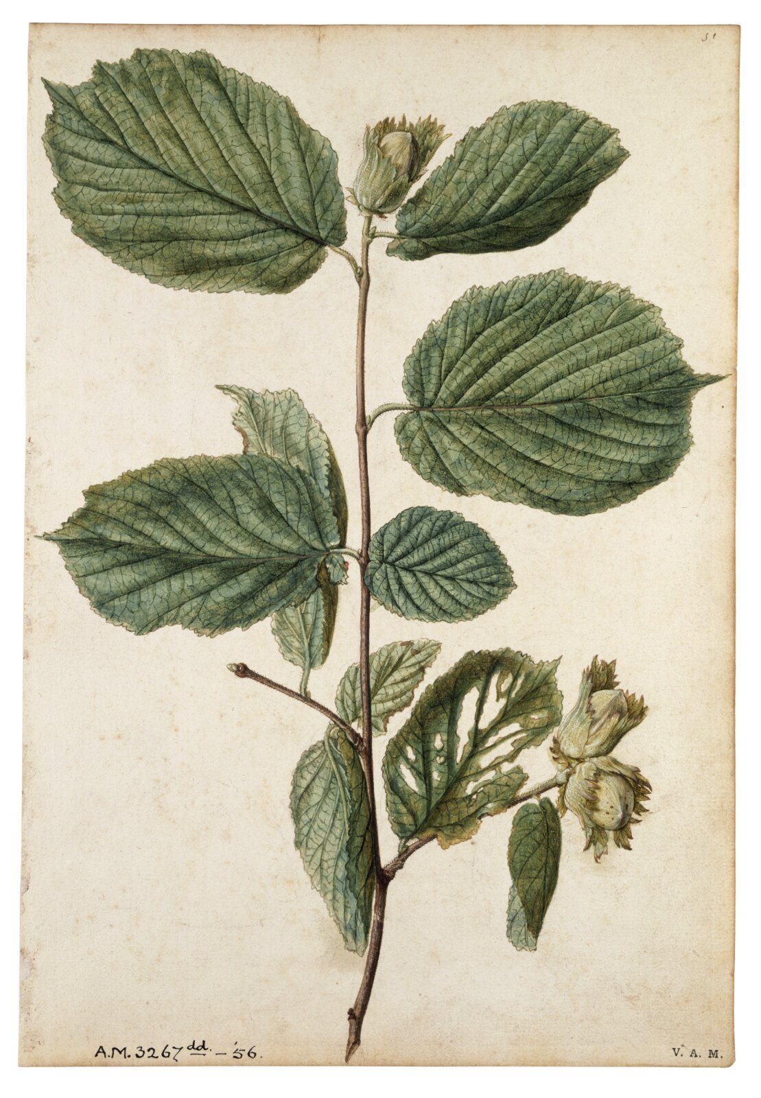Cob-nut, Jacques Le Moyne de Morgues, ca.1560-1575