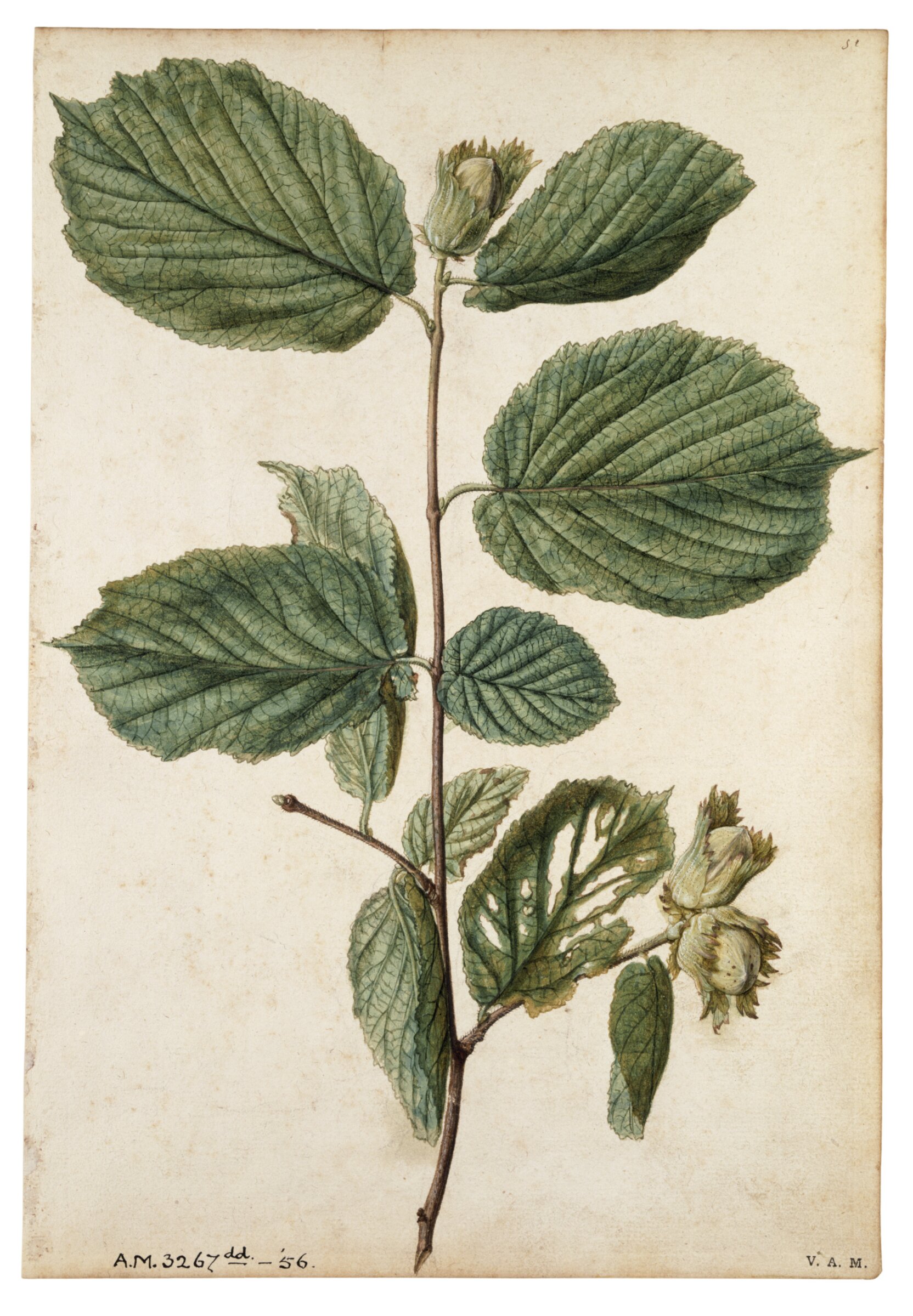 Cob-nut, Jacques Le Moyne de Morgues, ca.1560-1575