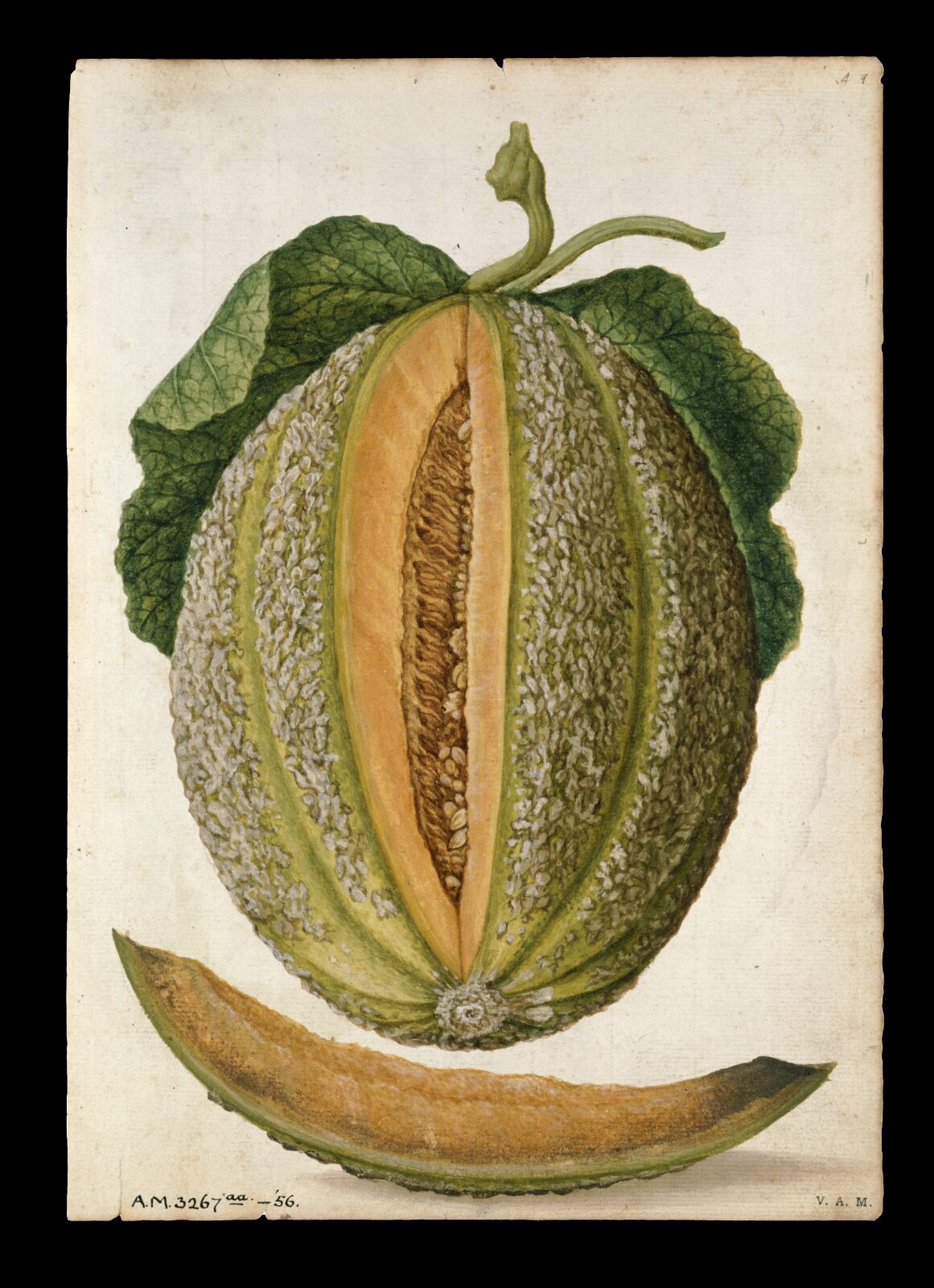 Melon; Cucumber, Jacques Le Moyne de Morgues, ca.1560-1575