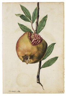 Pomegranate; Peach thumbnail 1