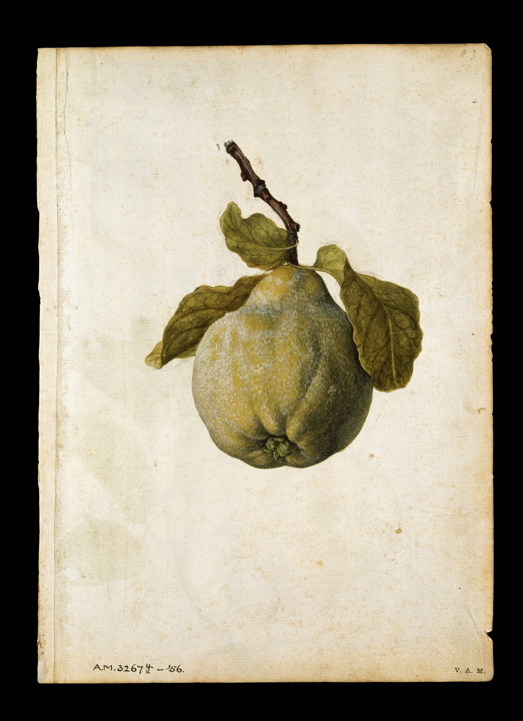 Quince; Apple, Jacques Le Moyne de Morgues, ca.1560-1575