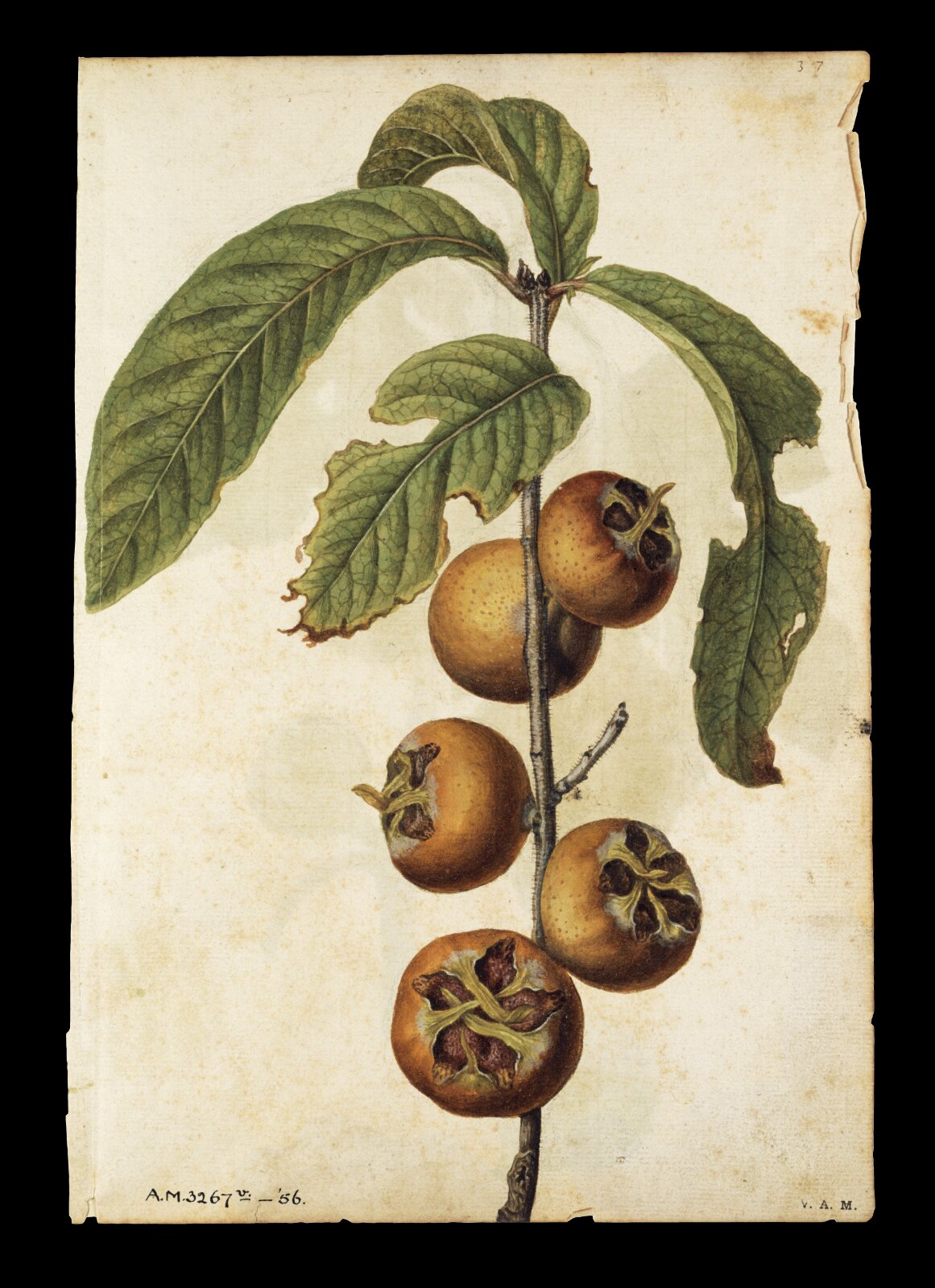 Fig; Medlar, Jacques Le Moyne de Morgues, ca.1560-1575