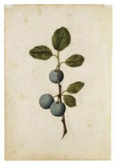 Cherry; Bullace (wild plum) thumbnail 2