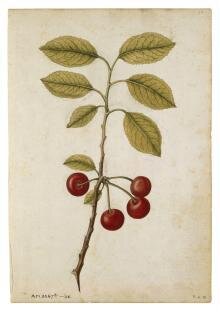 Cherry; Bullace (wild plum) thumbnail 1