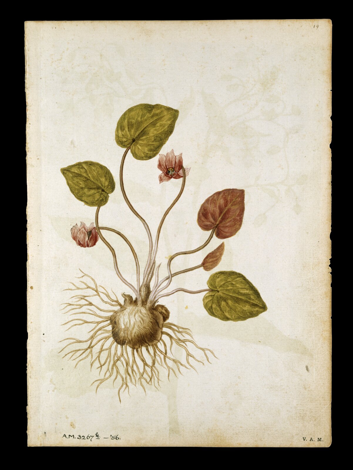 Cyclamen; Borage, Jacques Le Moyne de Morgues, ca.1560-1575