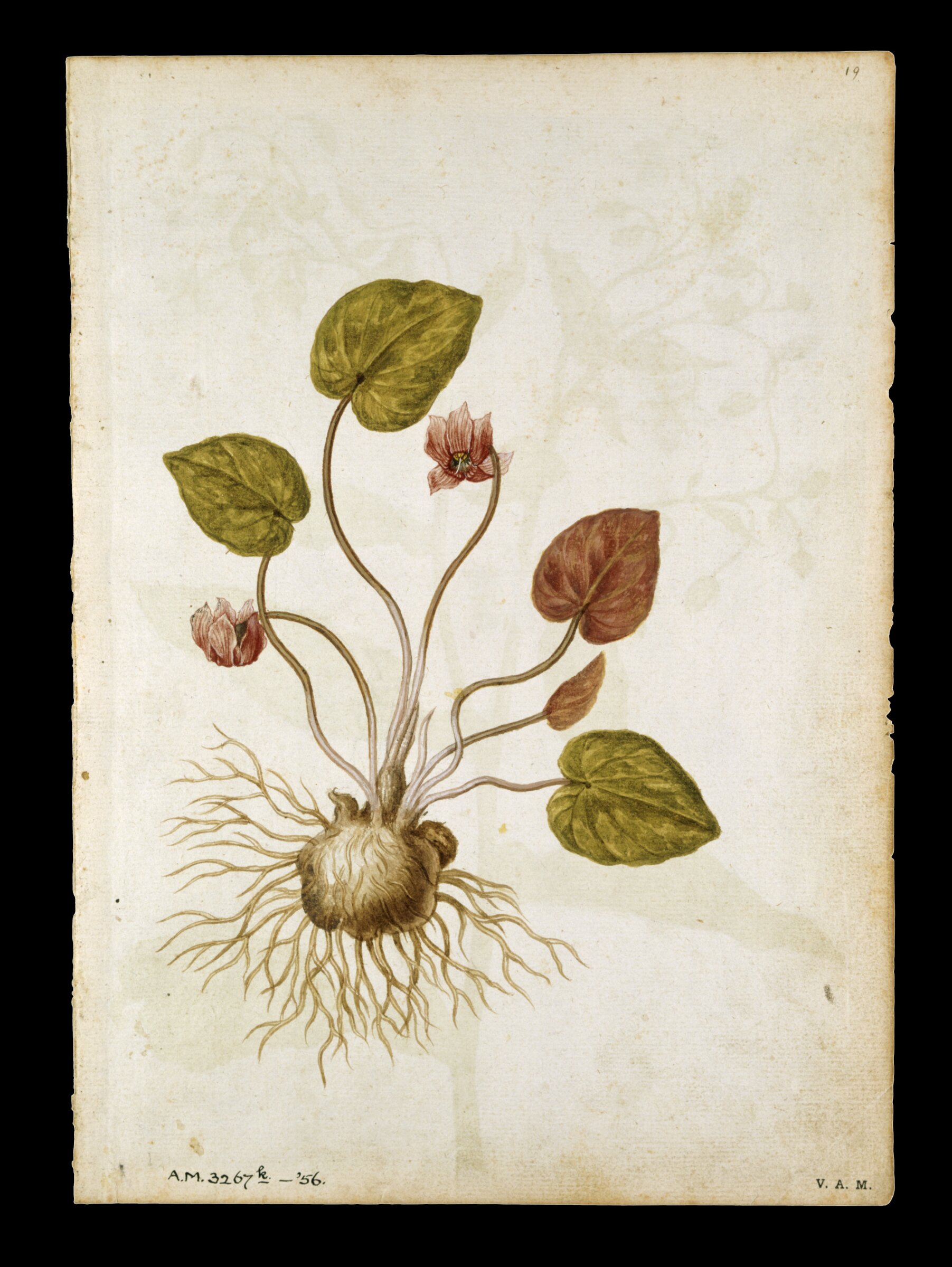 Cyclamen; Borage, Jacques Le Moyne de Morgues, ca.1560-1575