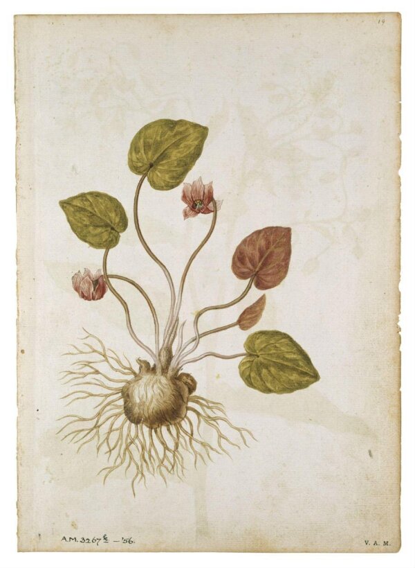 Cyclamen; Borage | Le Moyne de Morgues, Jacques | V&A Explore The ...