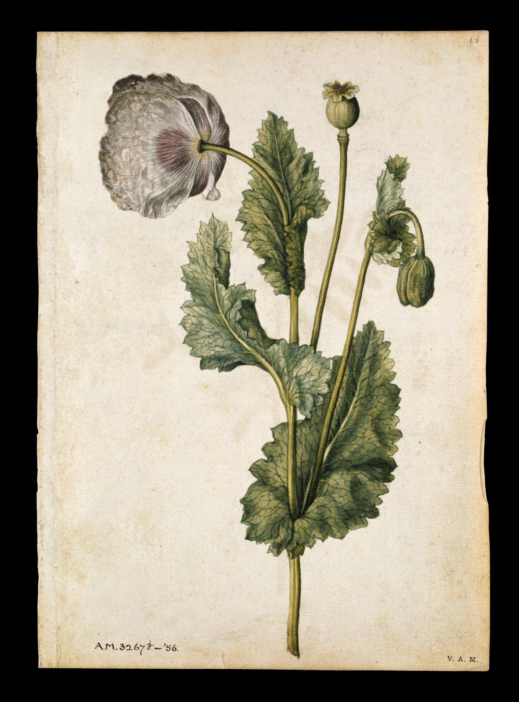 Opium poppy; Vetch and black-veined white butterfly, Jacques Le Moyne de Morgues, ca.1560-1575