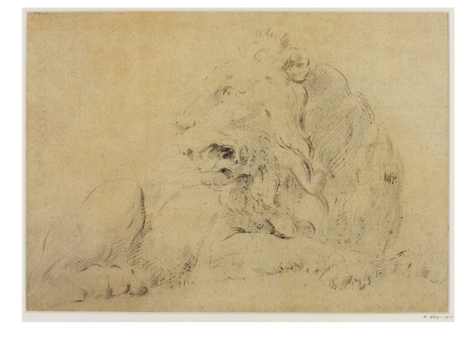 Study of a Reclining Lion Facing Left